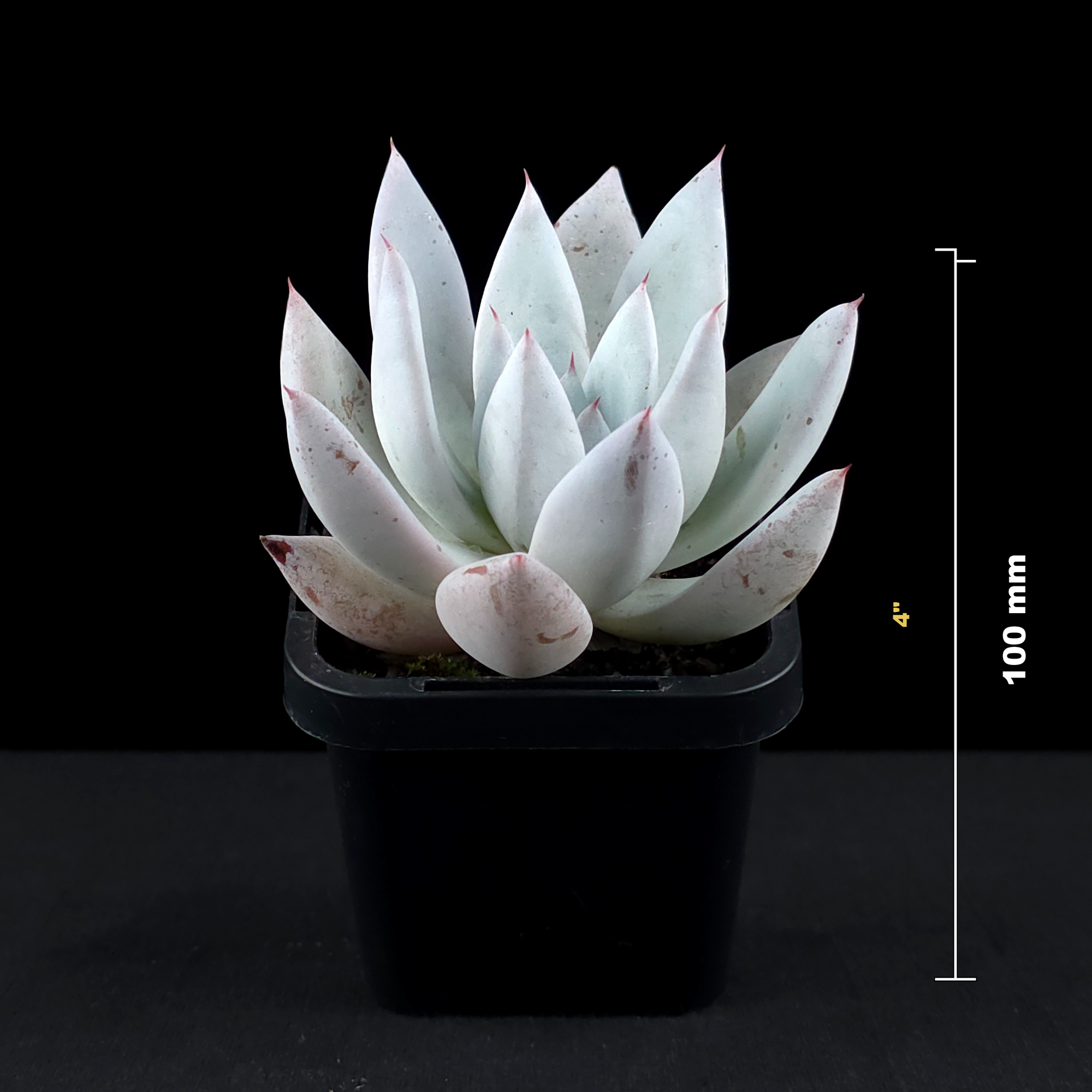 Echeveria 'Mexican Giant'