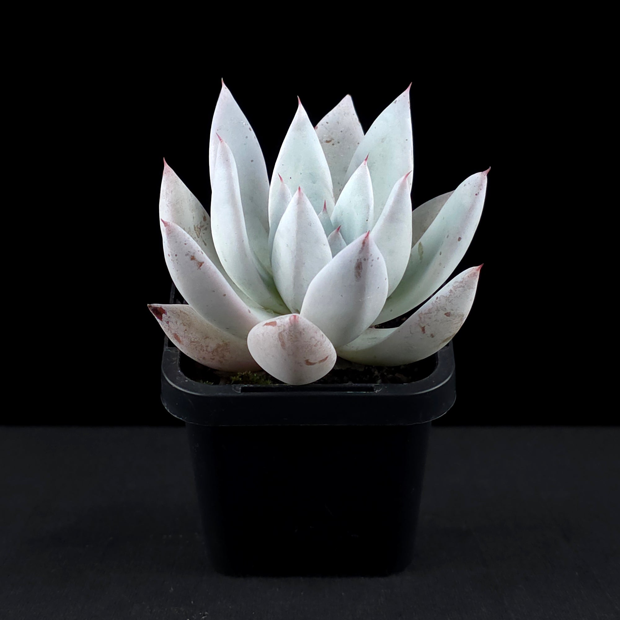 Echeveria 'Mexican Giant'