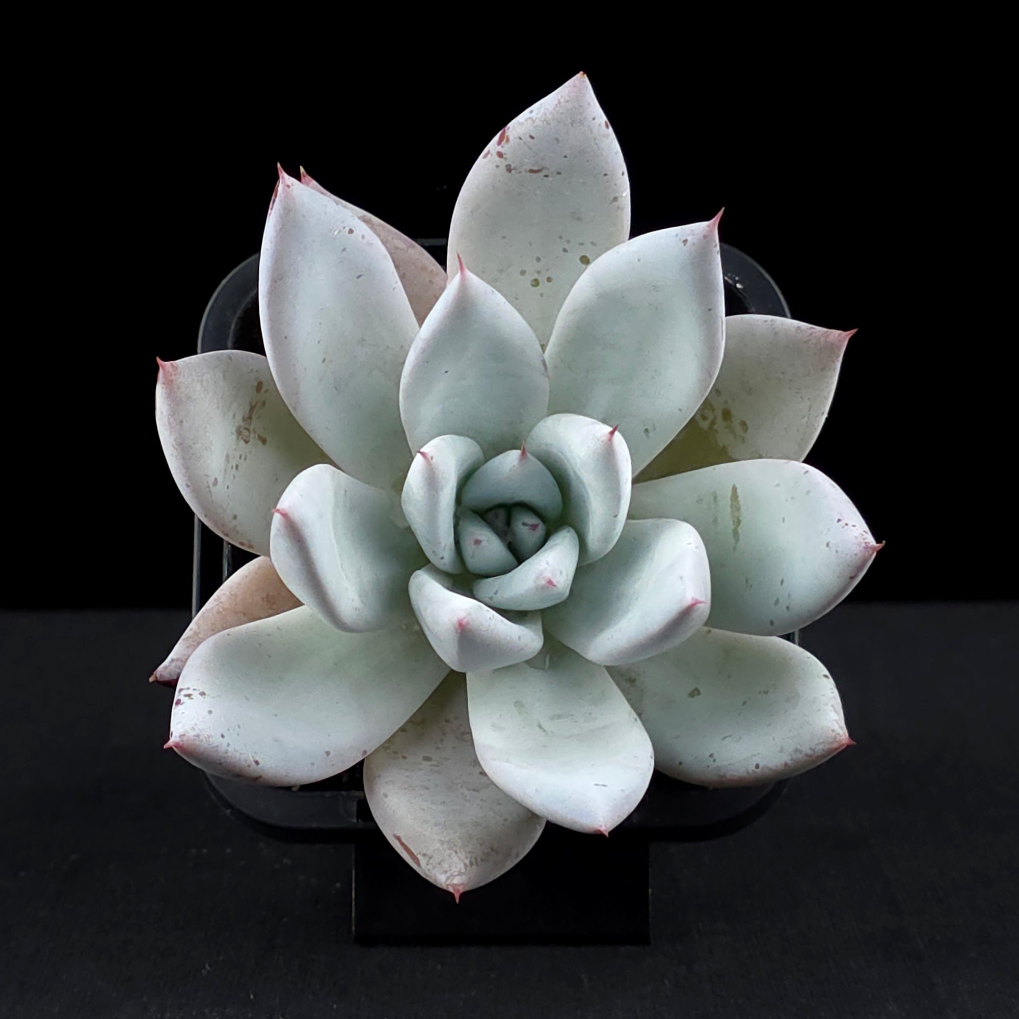 Echeveria 'Mexican Giant'