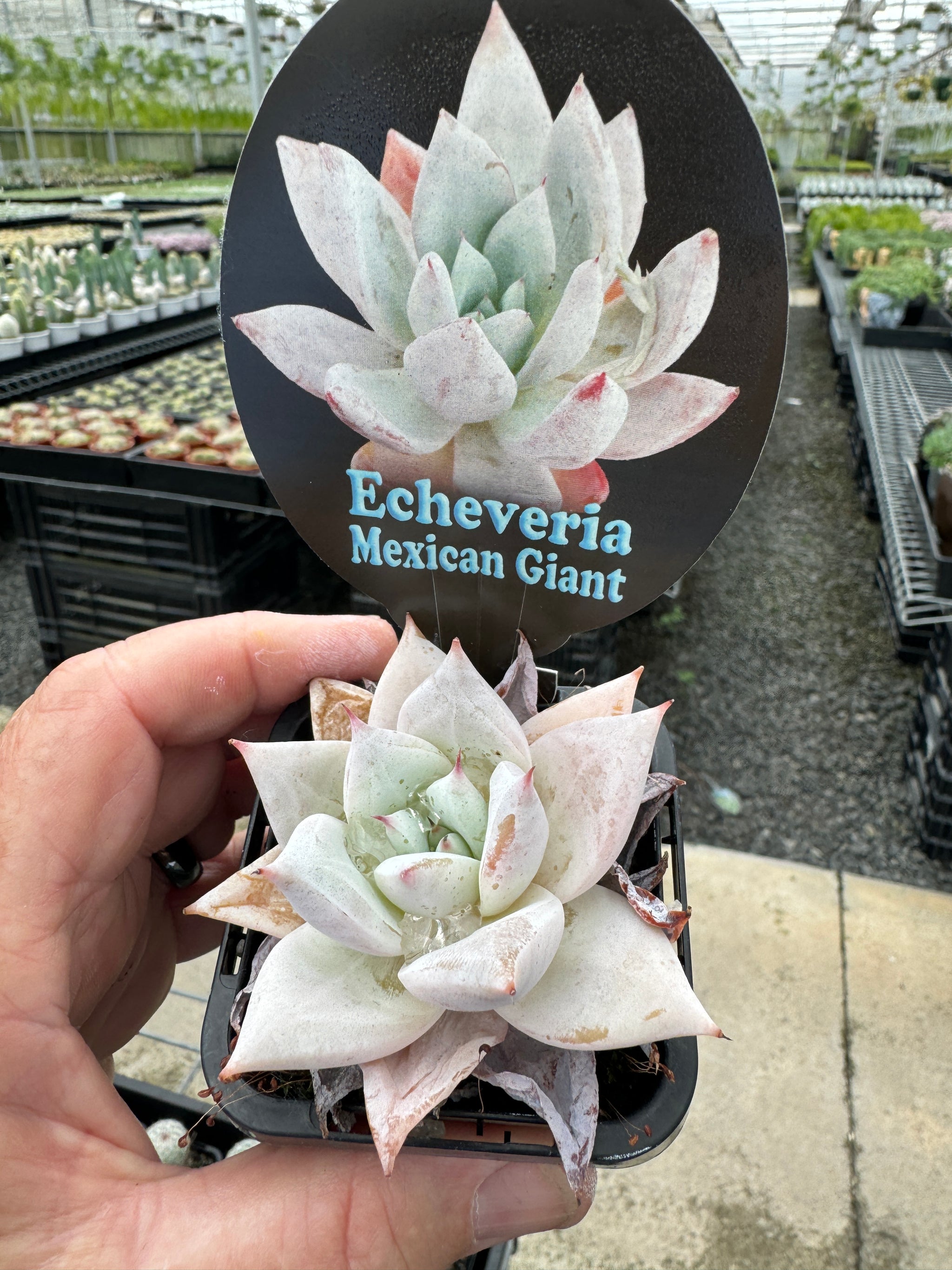 Echeveria-Mexican-Giant-Plant-2