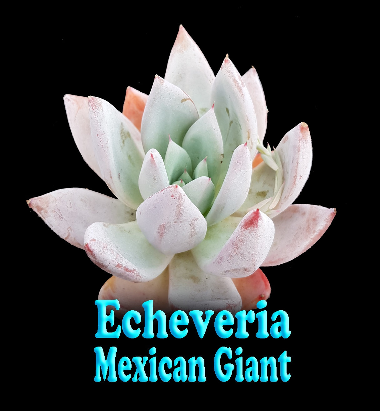 Echeveria-Mexican-Giant-Tag