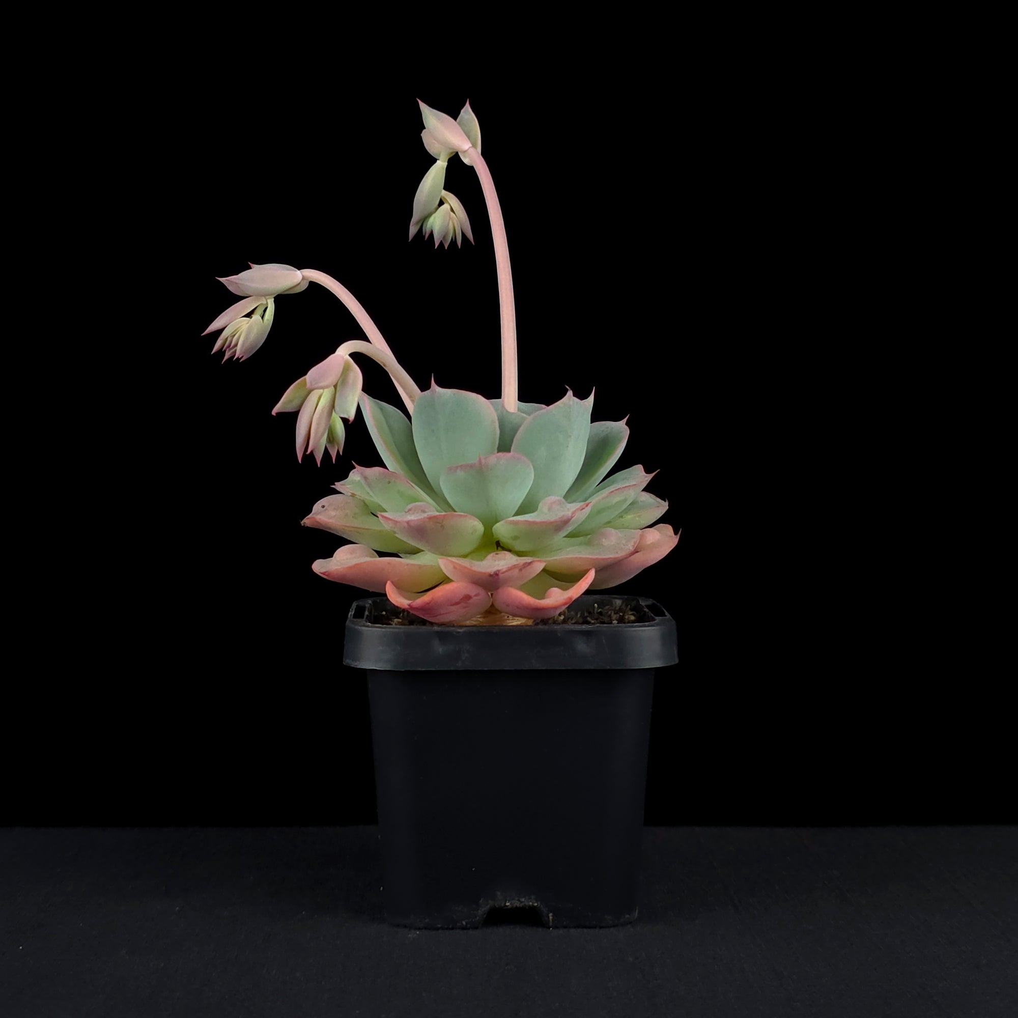 Echeveria 'Raindrops'