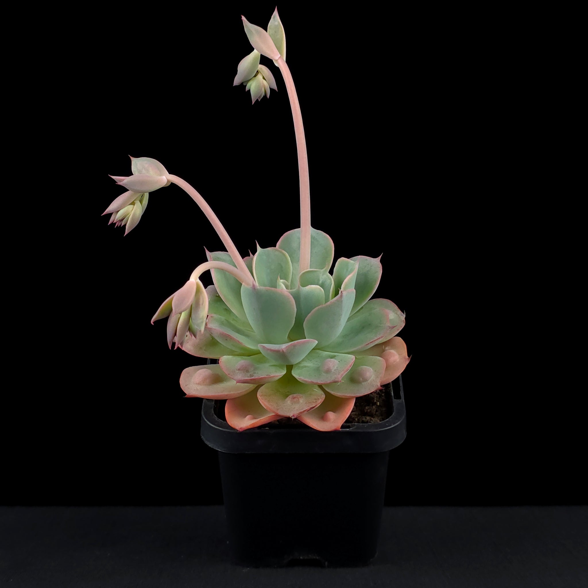 Echeveria 'Raindrops'