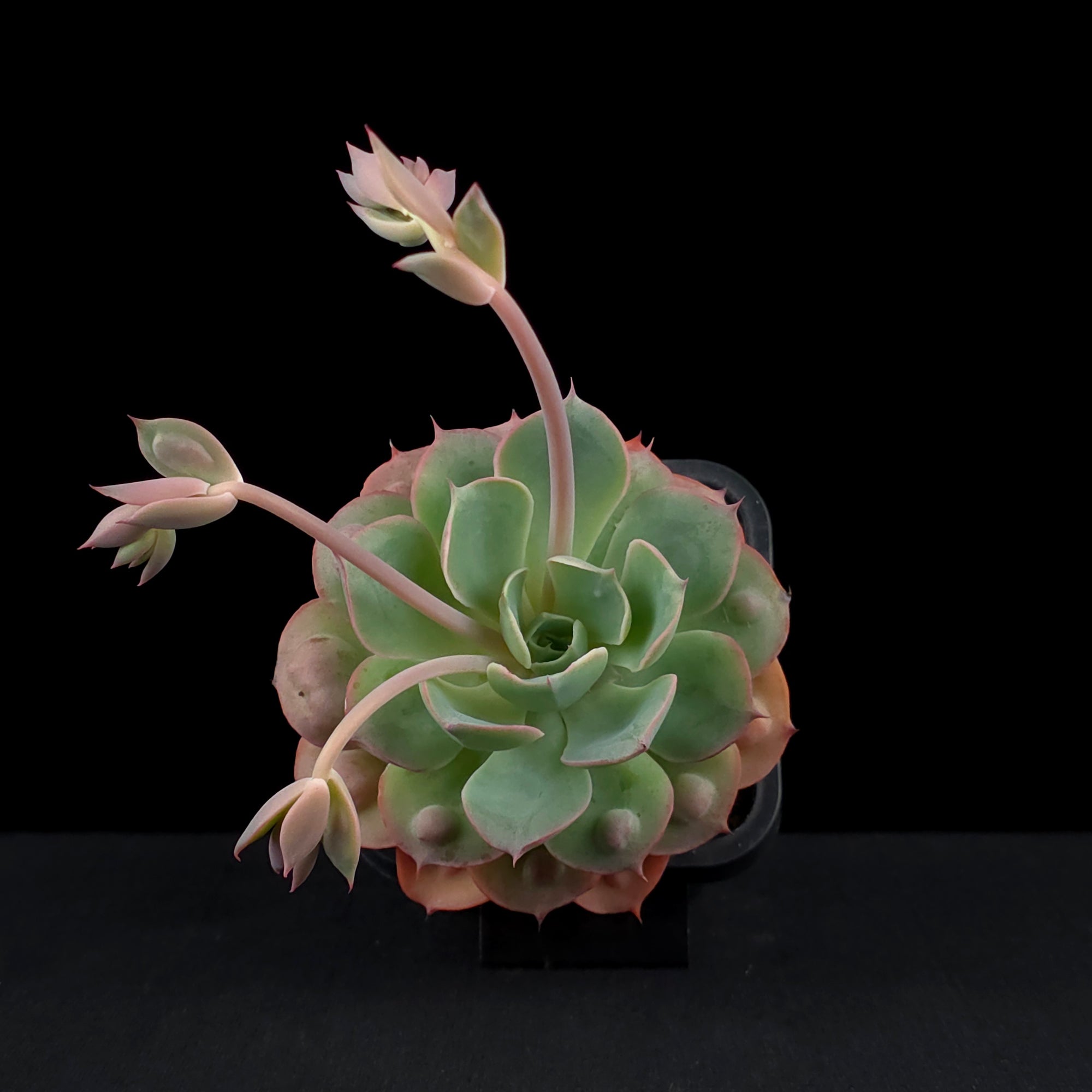 Echeveria 'Raindrops'