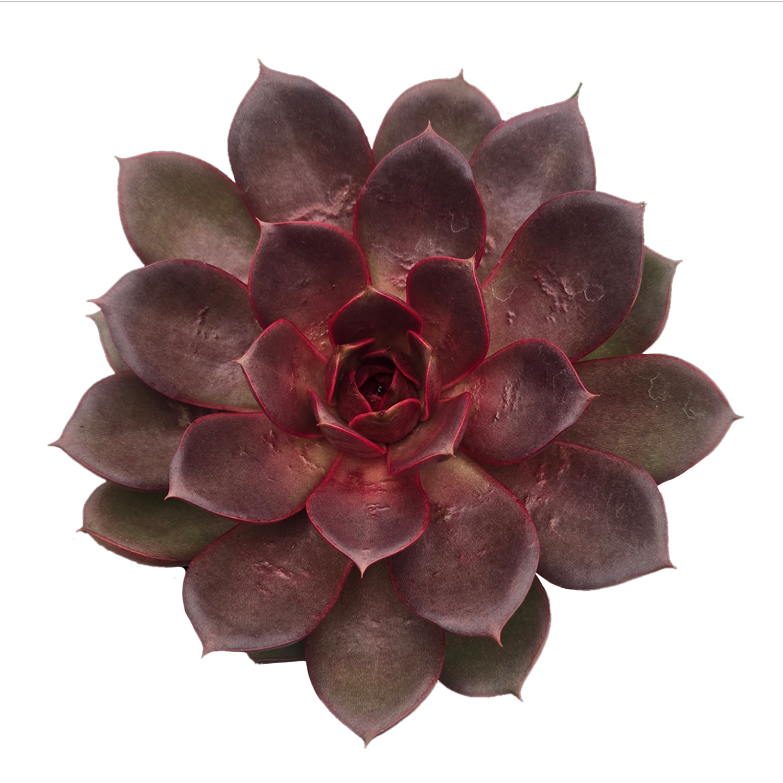 Echeveria 'Red Rose'