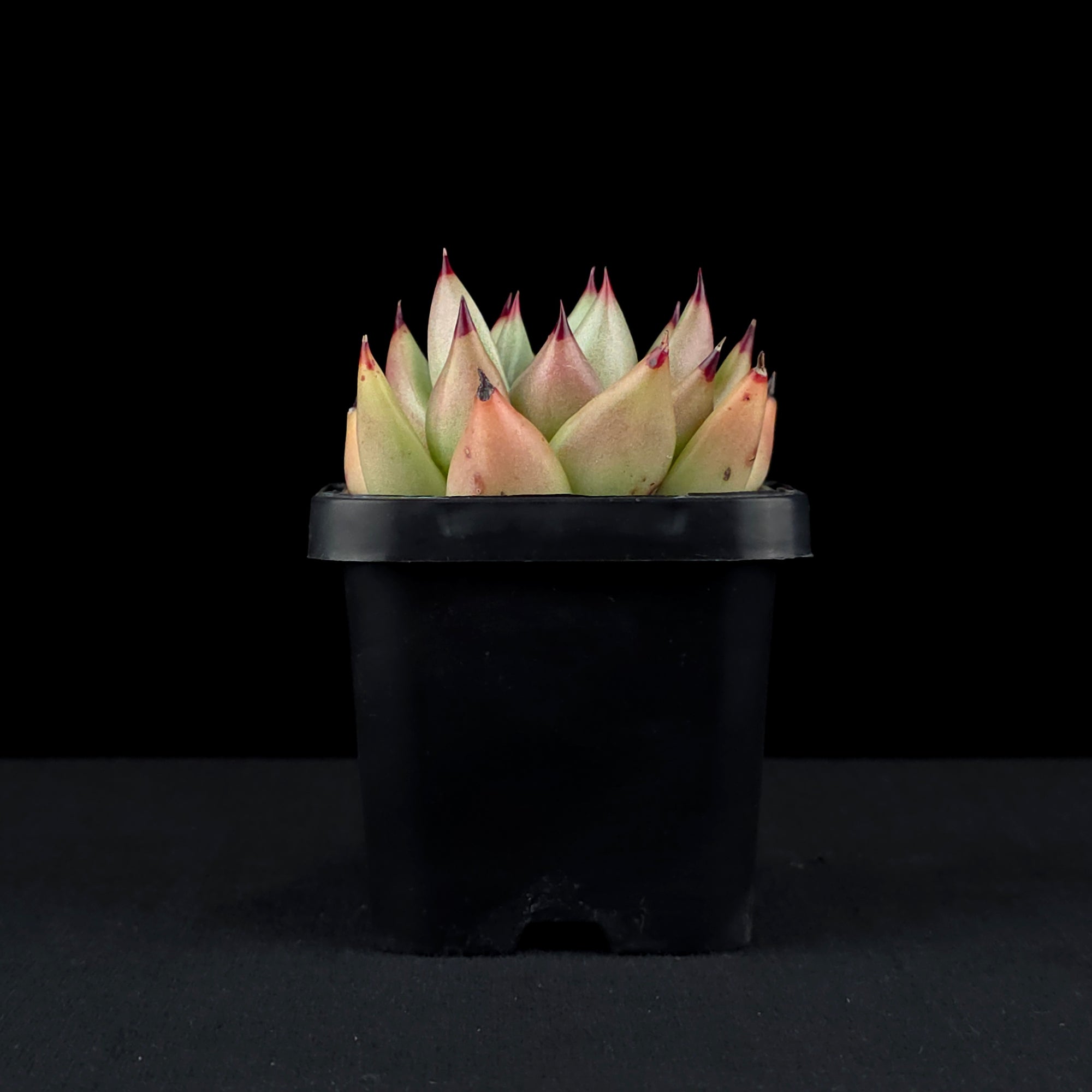 Echeveria agavoides 'Sirius'