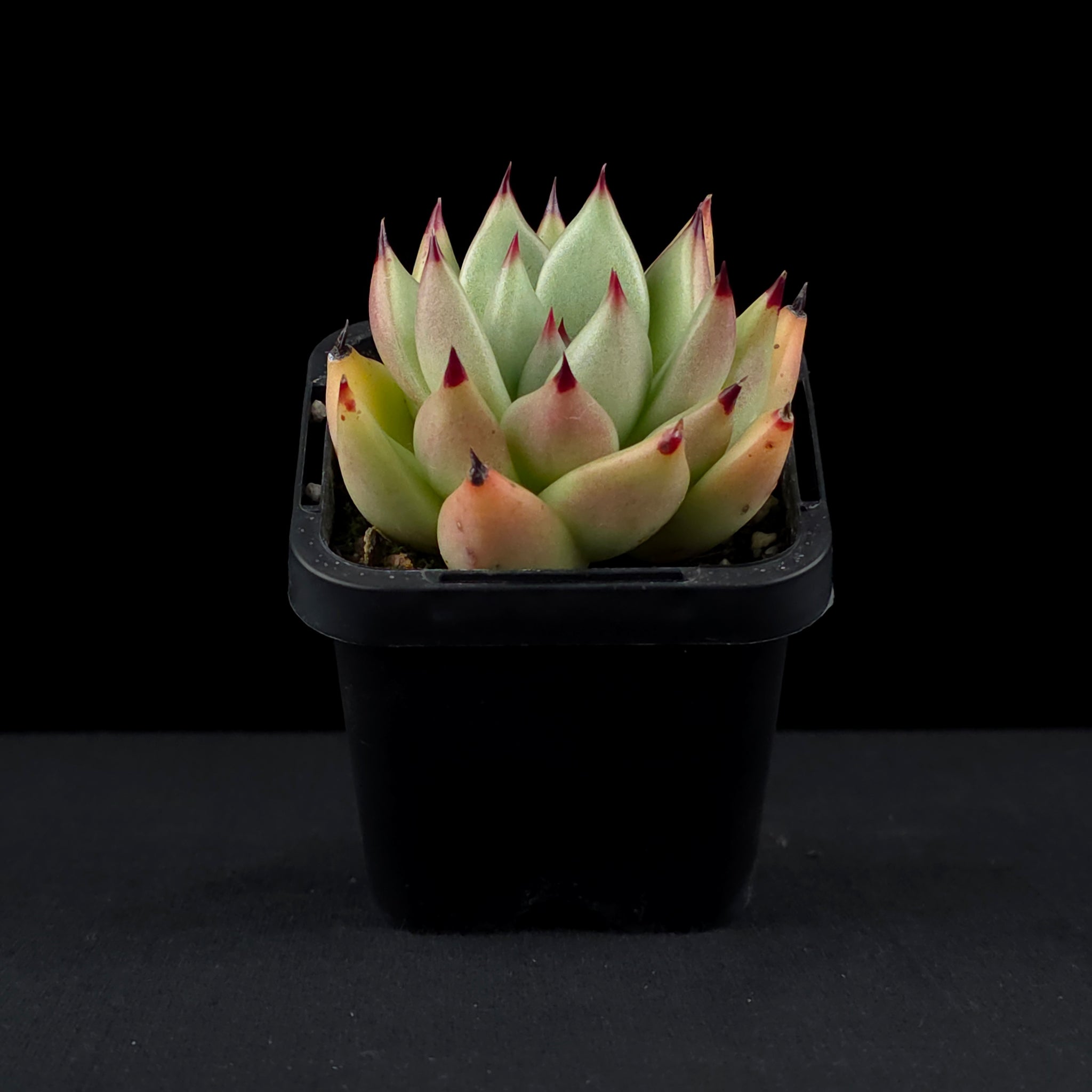 Echeveria agavoides 'Sirius'