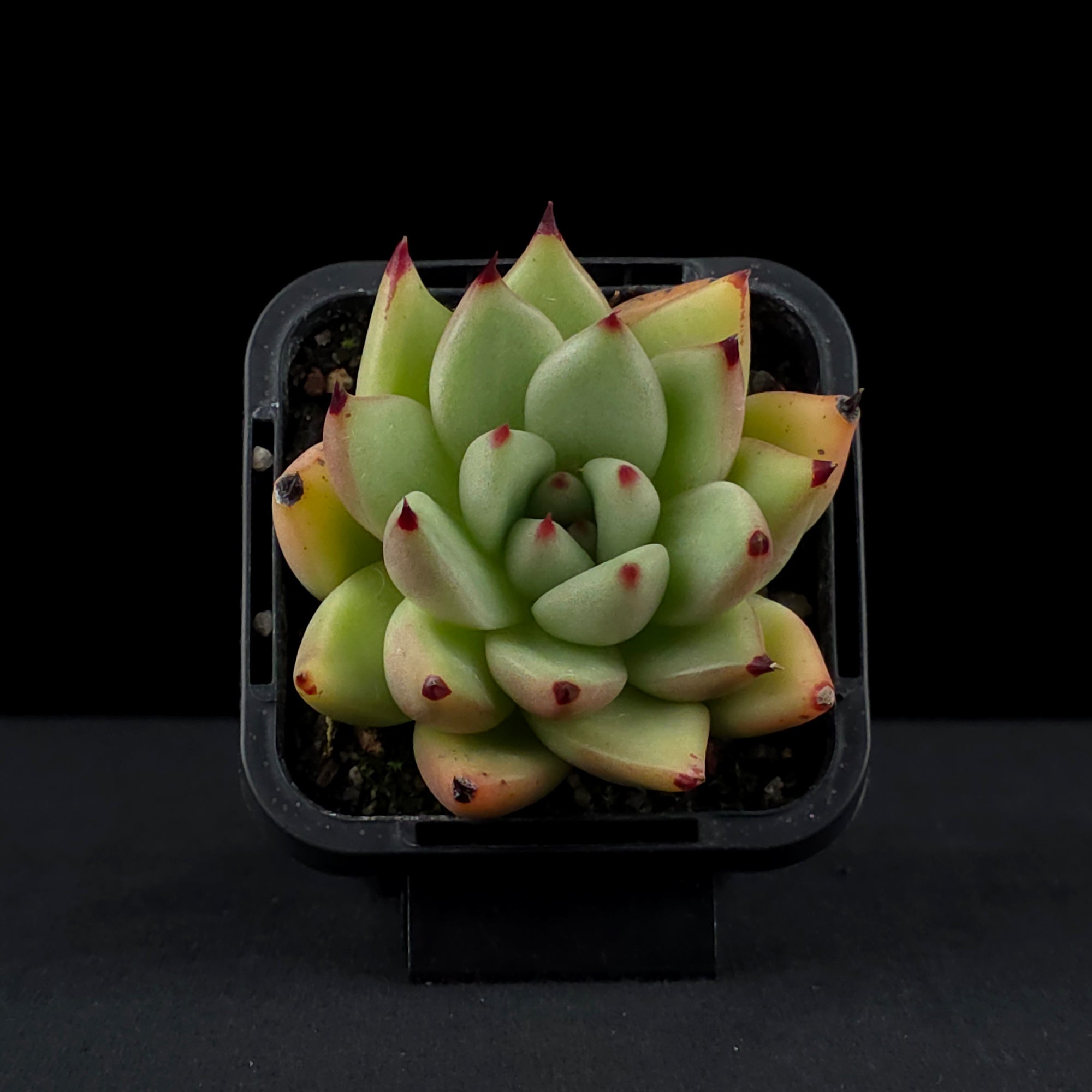 Echeveria agavoides 'Sirius'