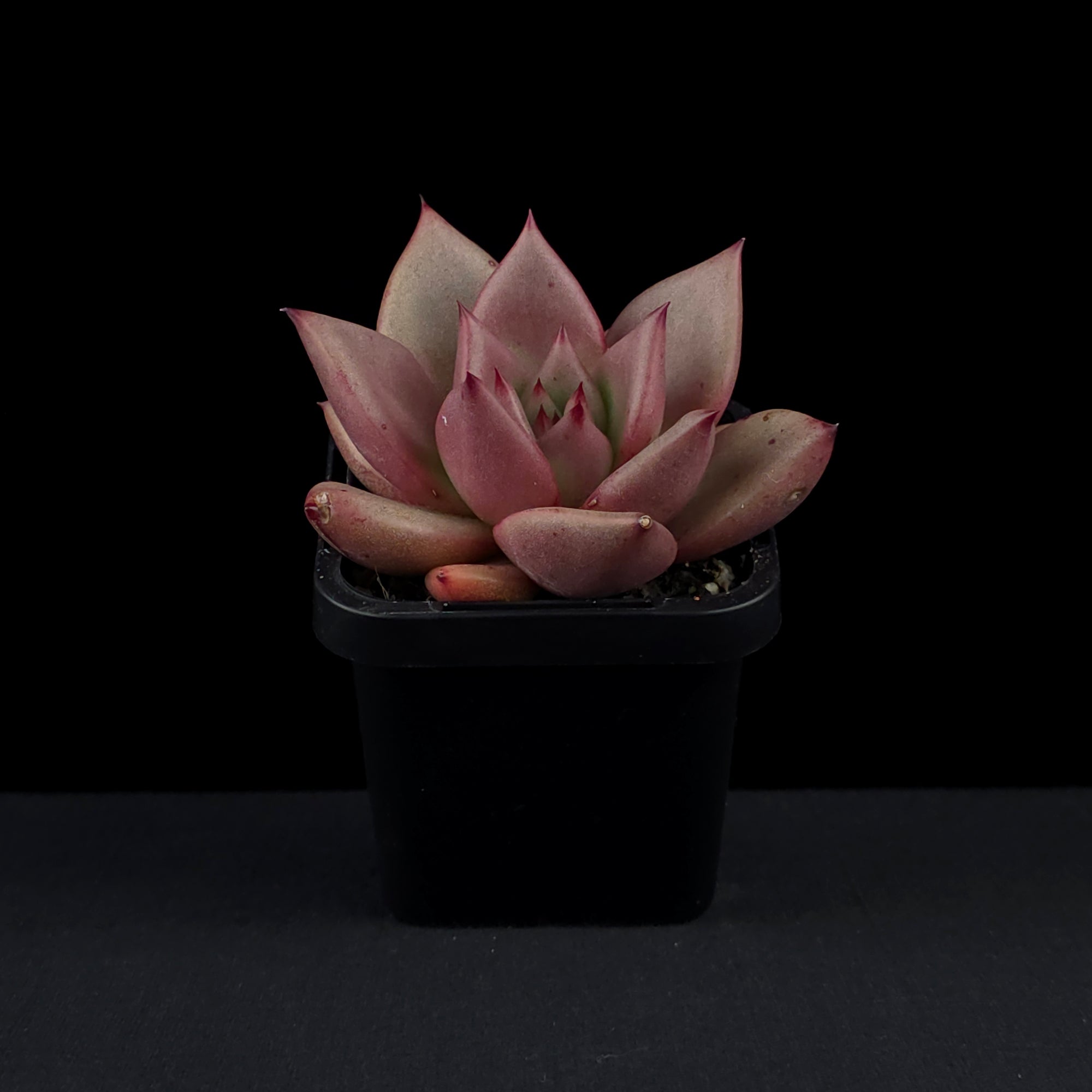taurus succulent Echeveria 'Taurus' – Collectors Online