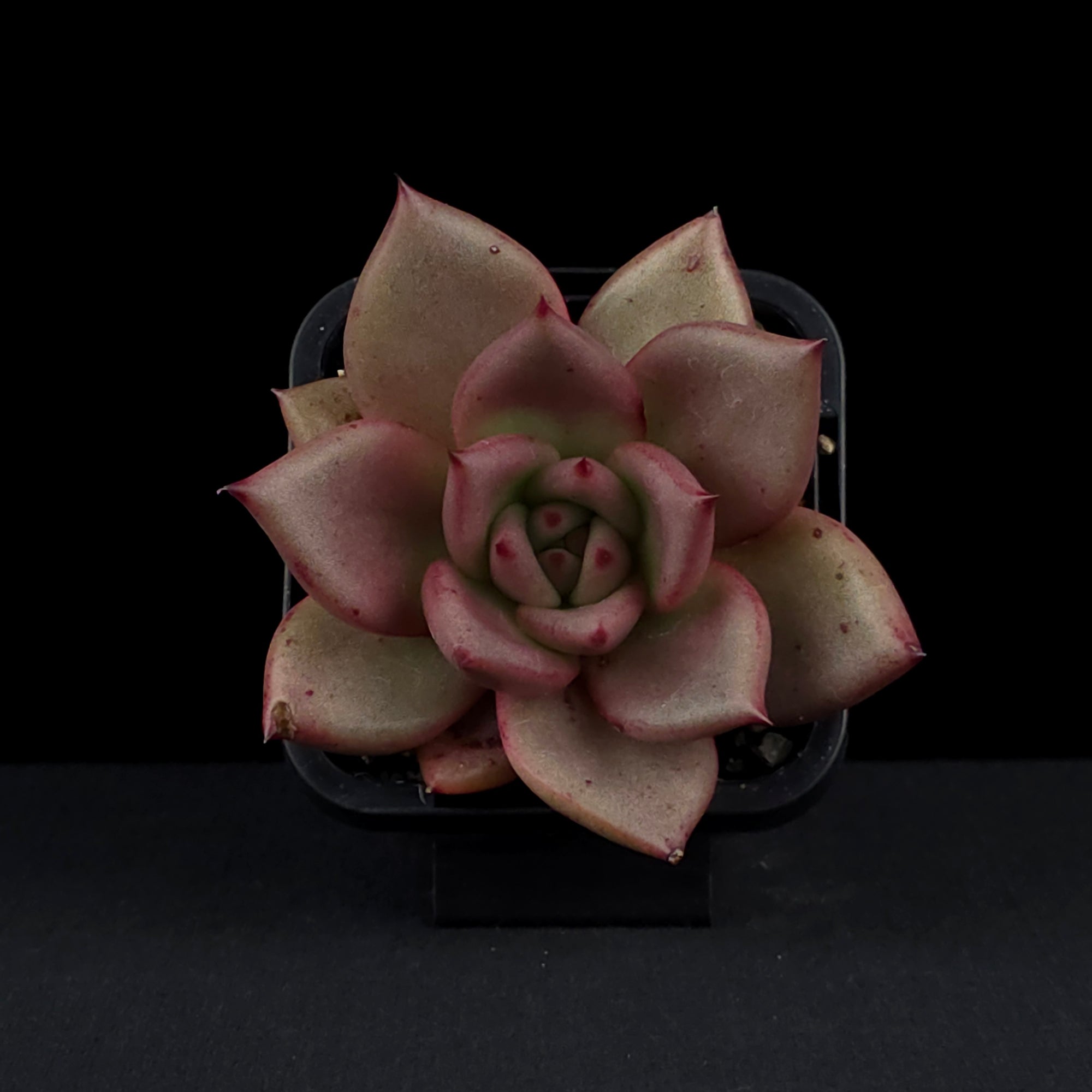 taurus succulent Echeveria 'Taurus' – Collectors Online