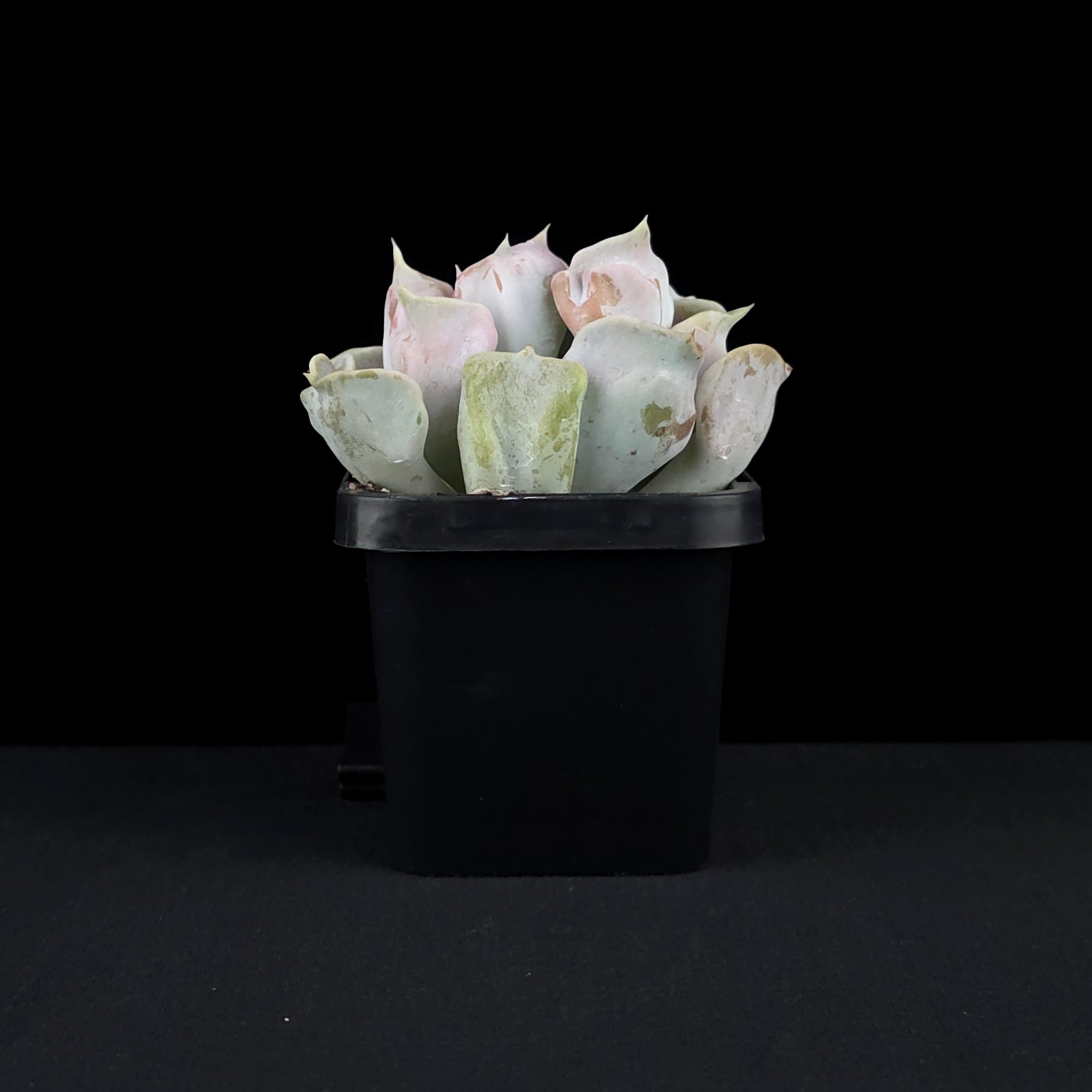 Echeveria 'Thriller Pearl'