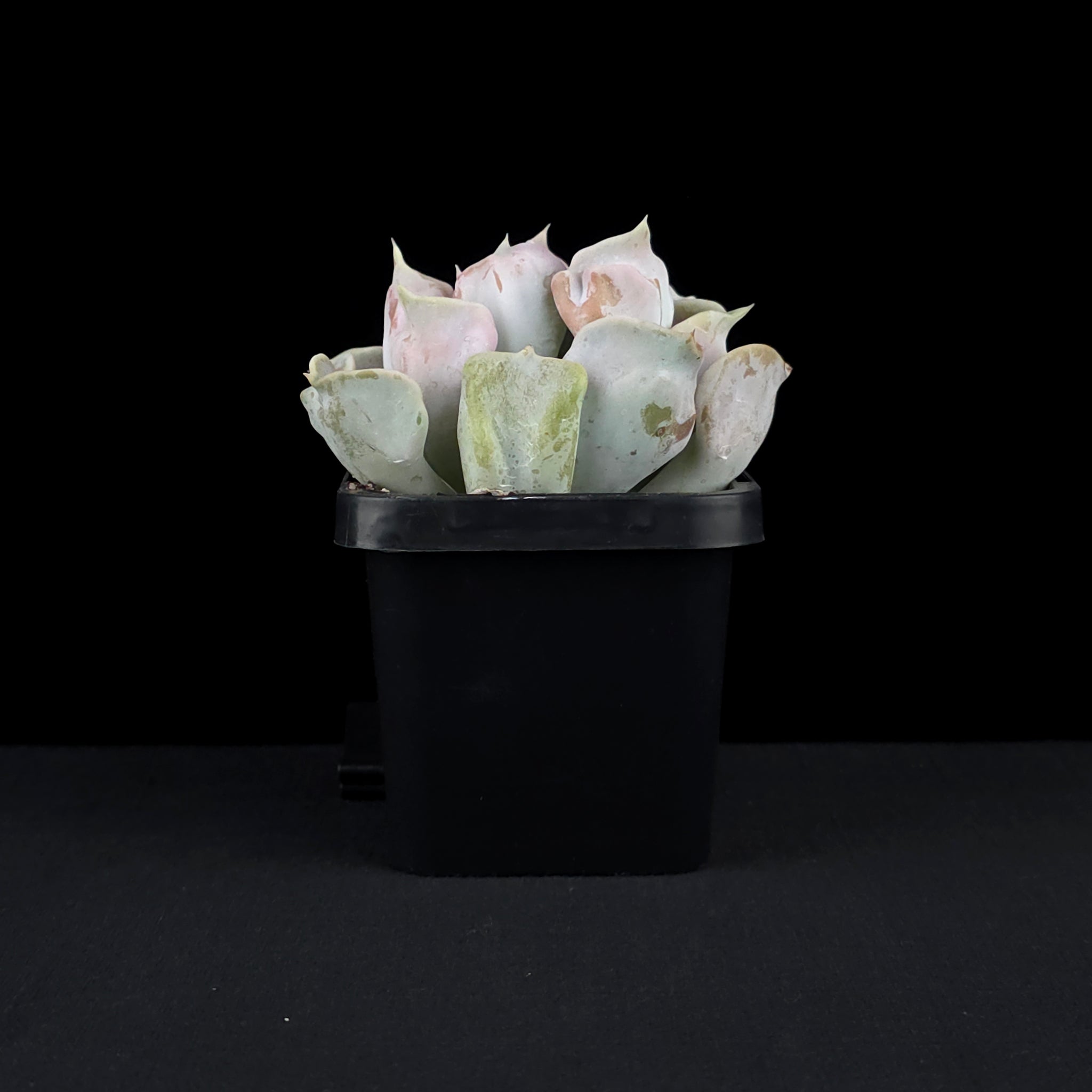 Echeveria 'Thriller Pearl'