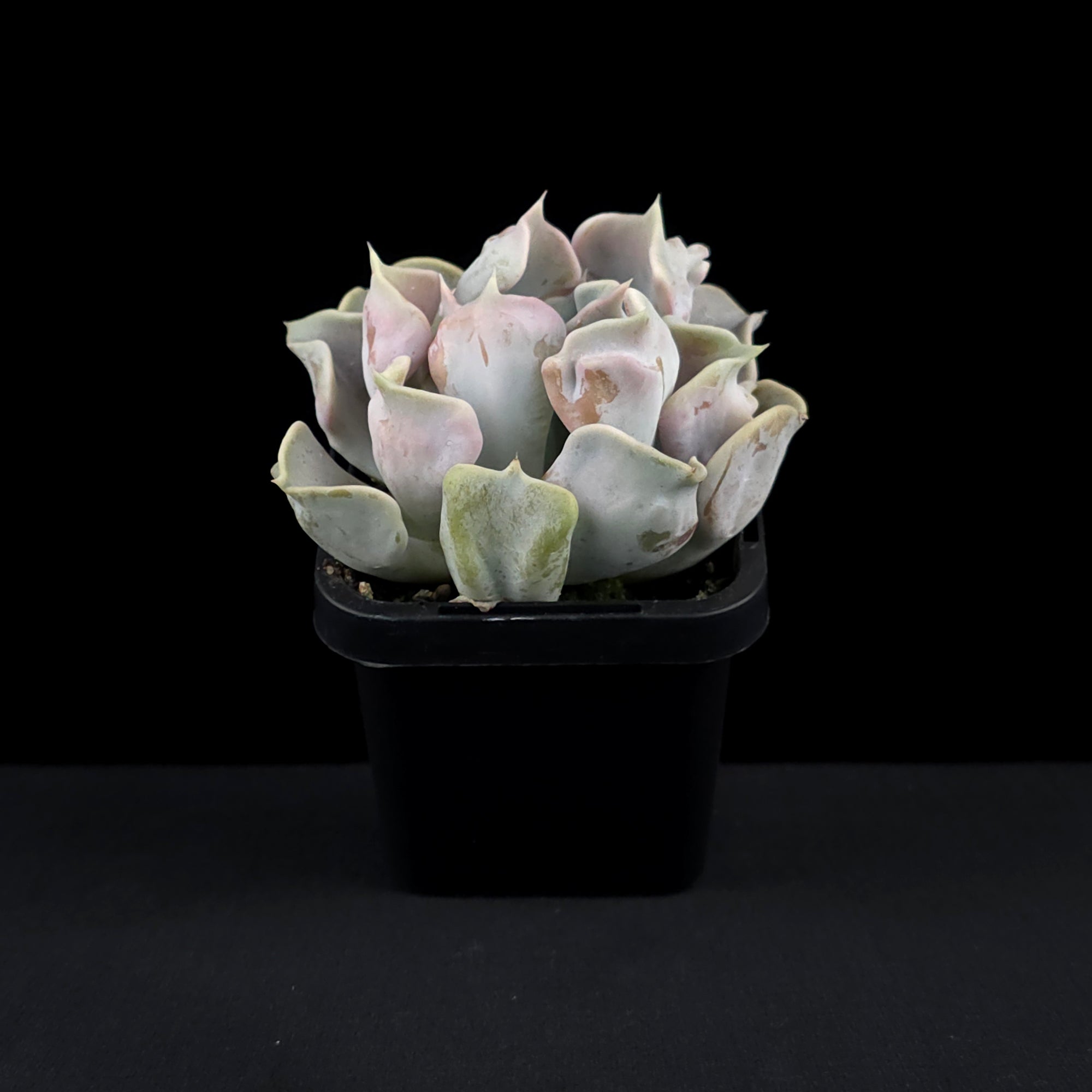Echeveria 'Thriller Pearl'