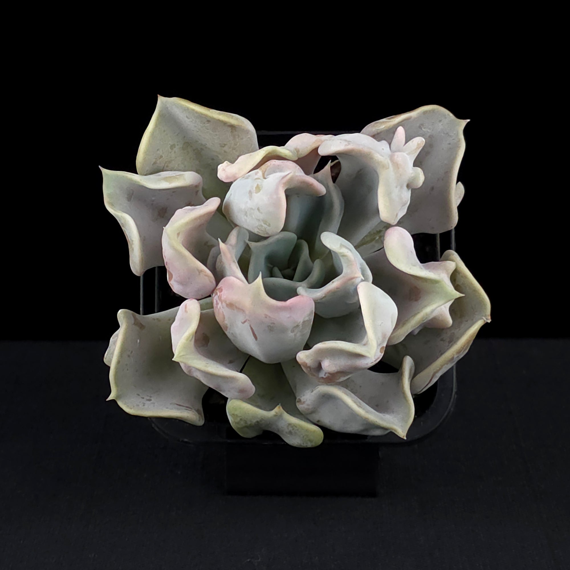 Echeveria 'Thriller Pearl'