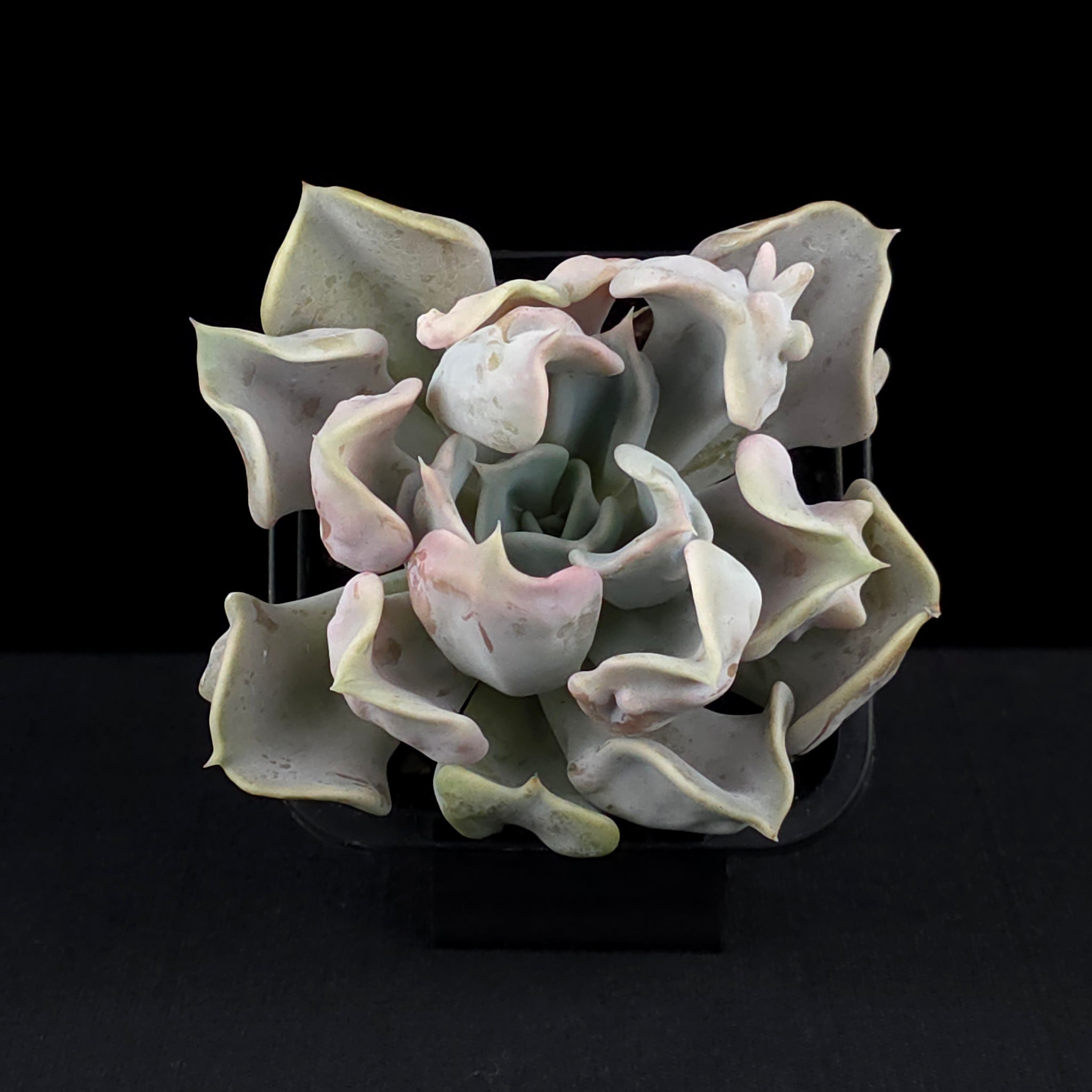 Echeveria 'Thriller Pearl'