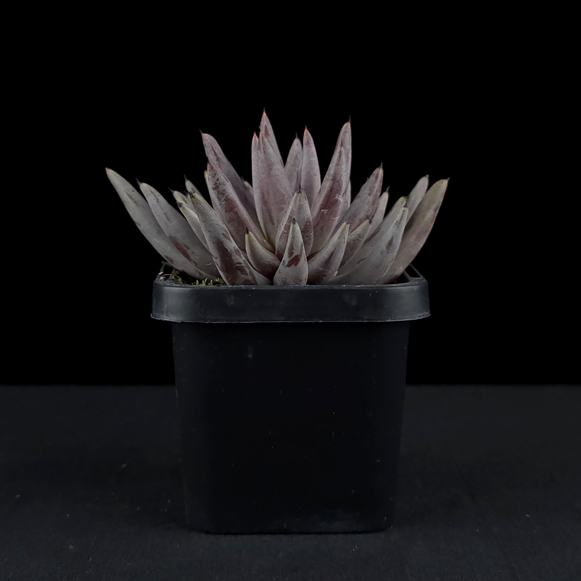 Echeveria unguiculata