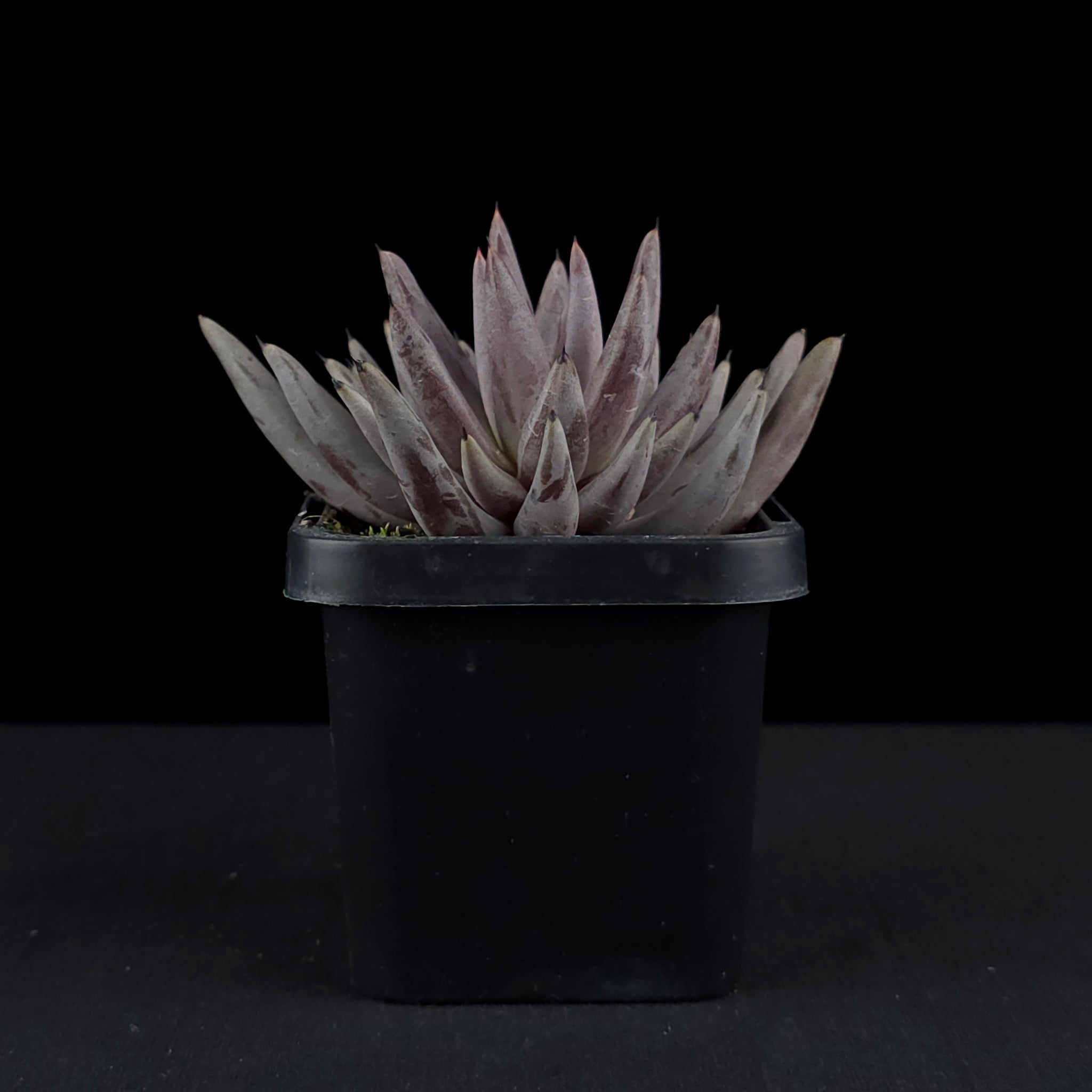 Echeveria unguiculata