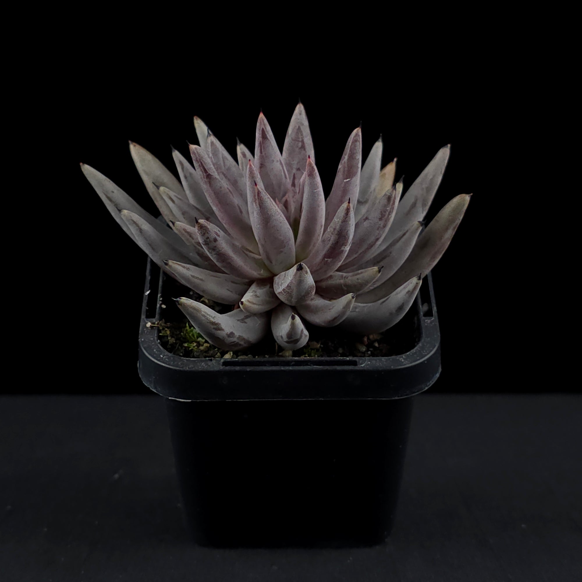 Echeveria unguiculata
