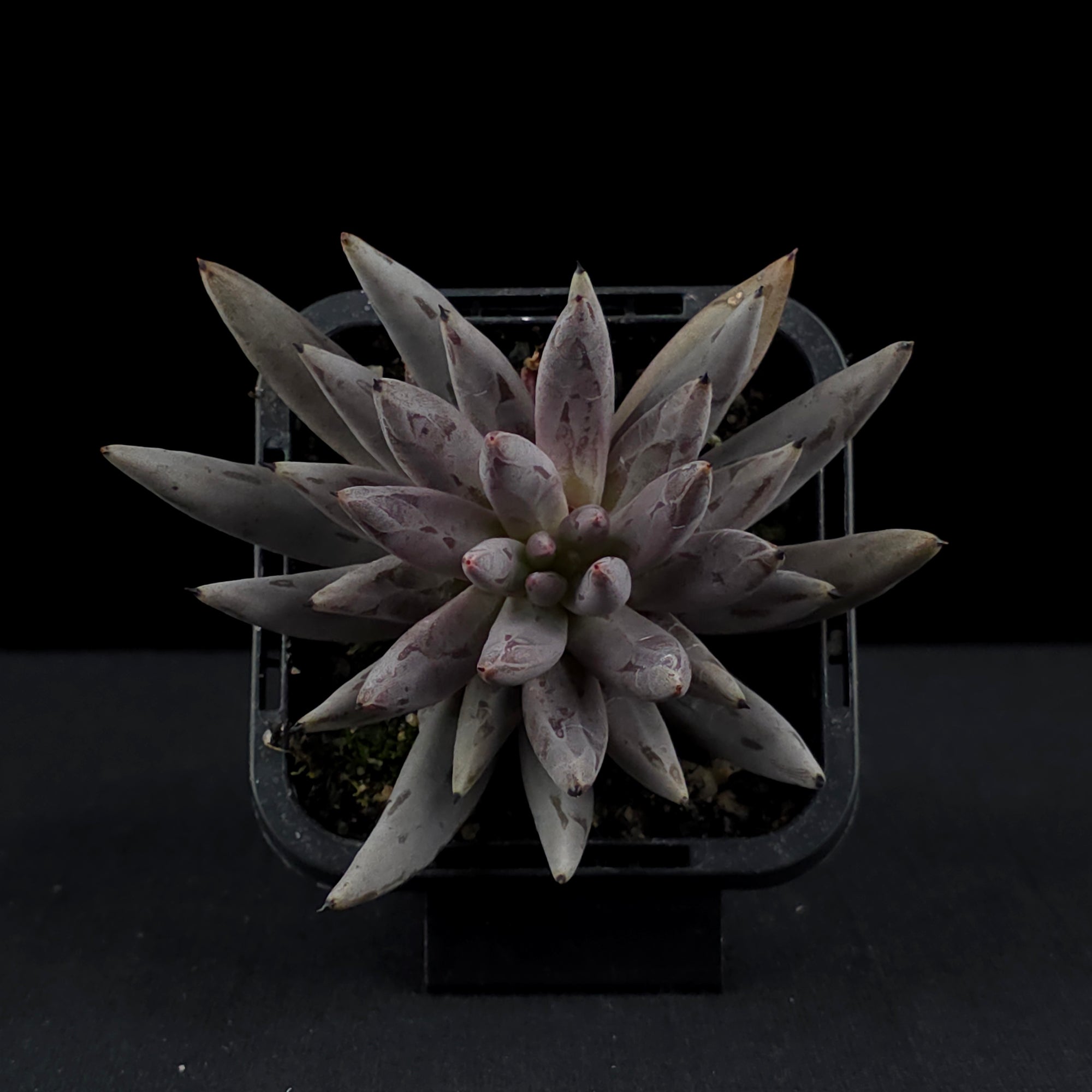 Echeveria unguiculata