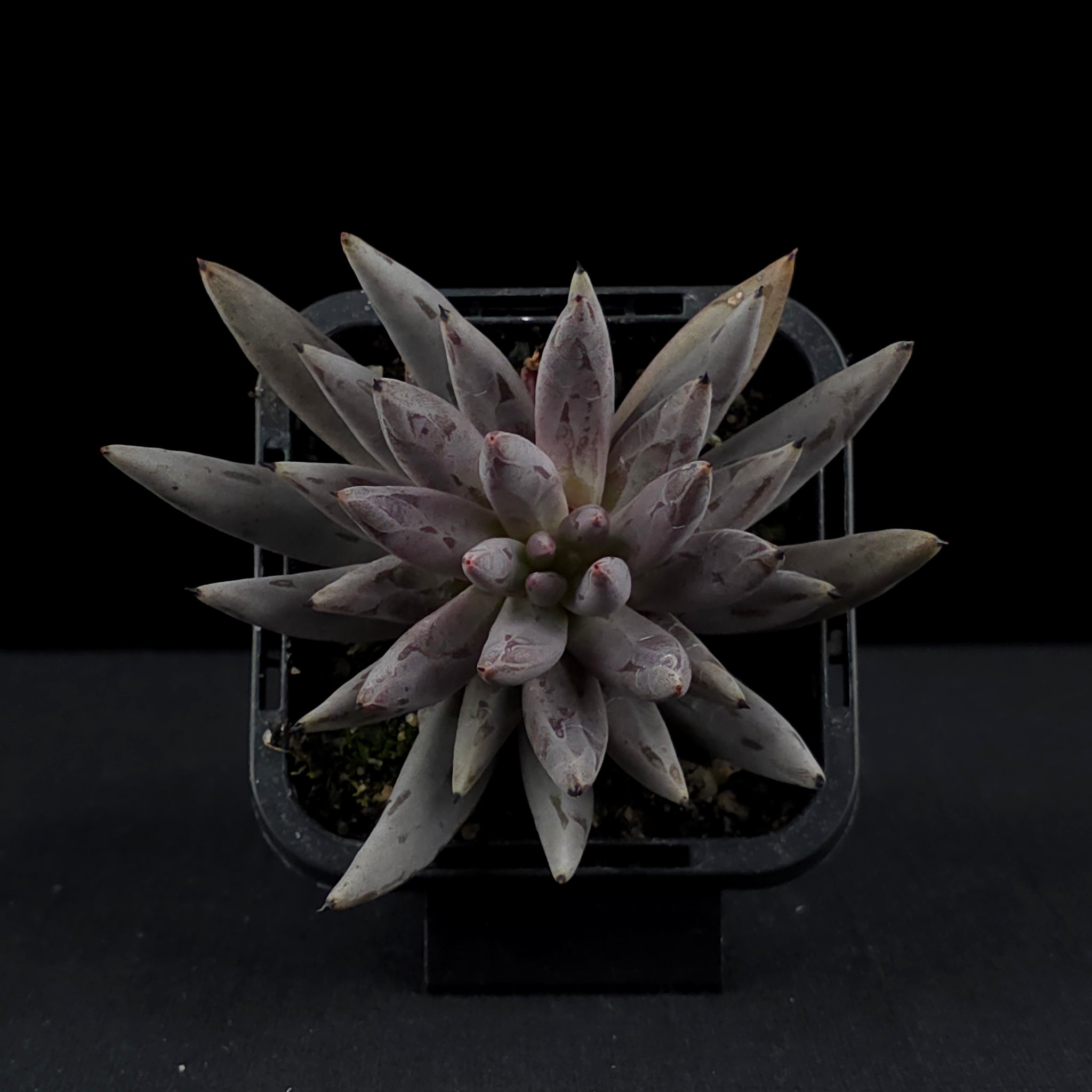 Echeveria unguiculata