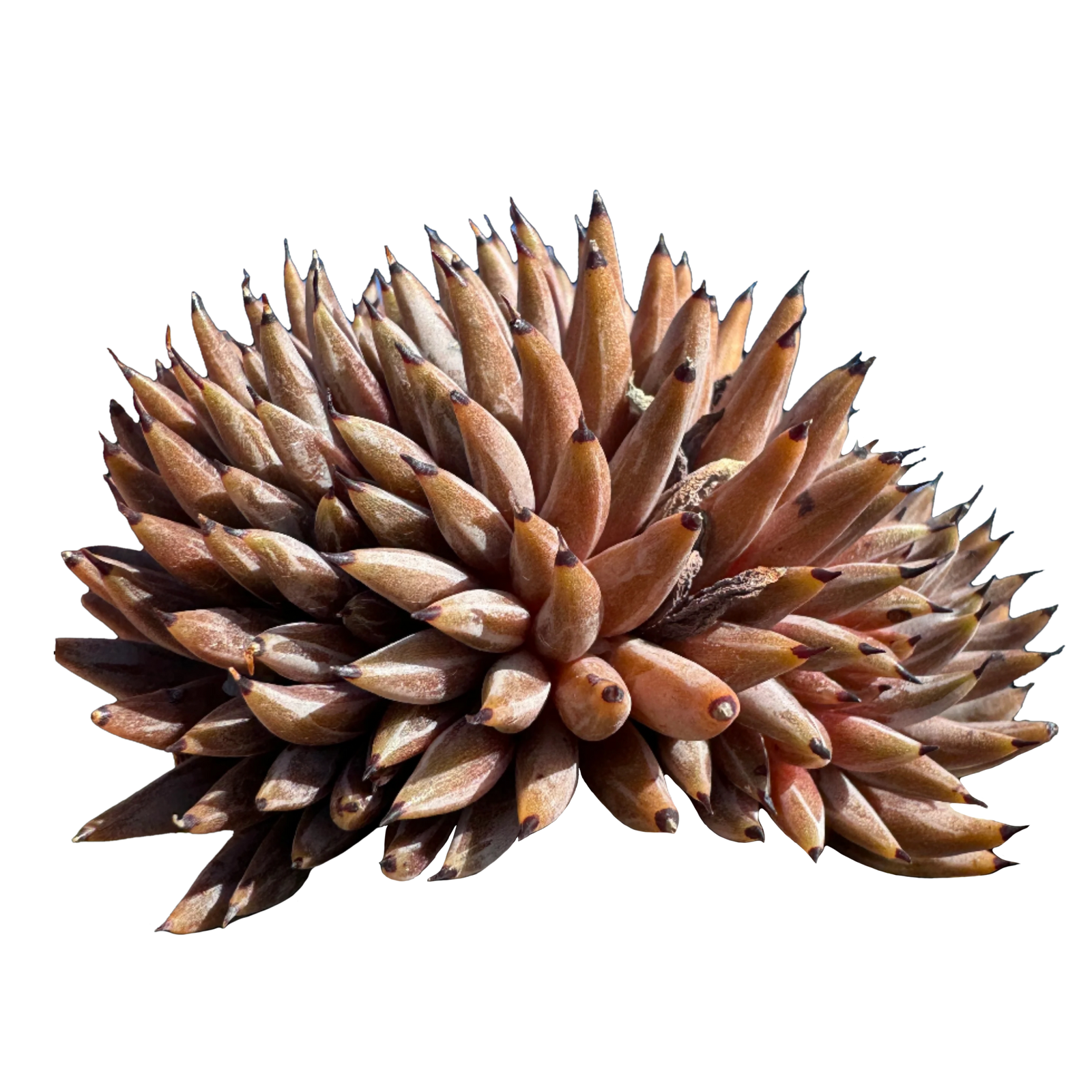 Echeveria unguiculata - Crested Form