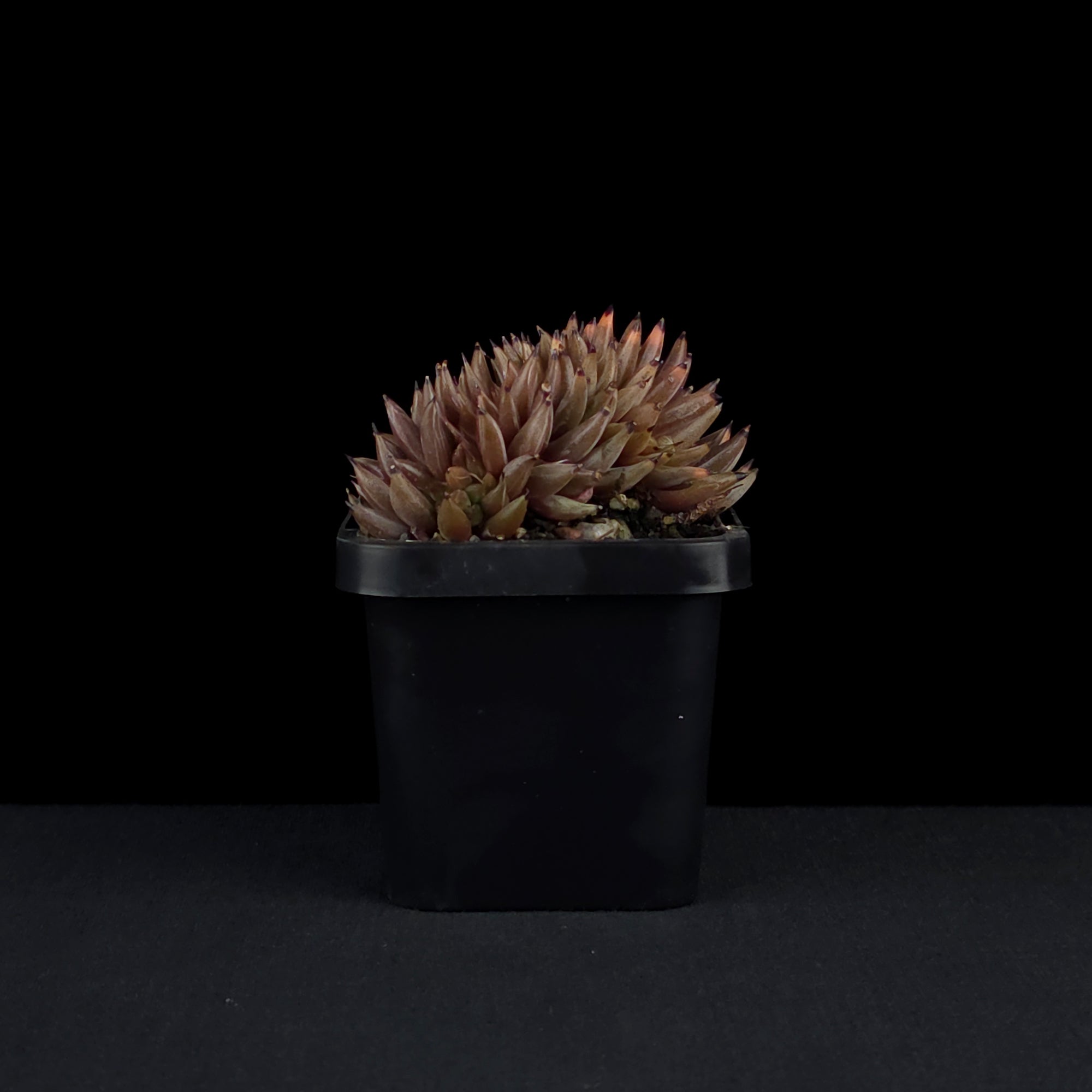 Echeveria unguiculata - Crested Form