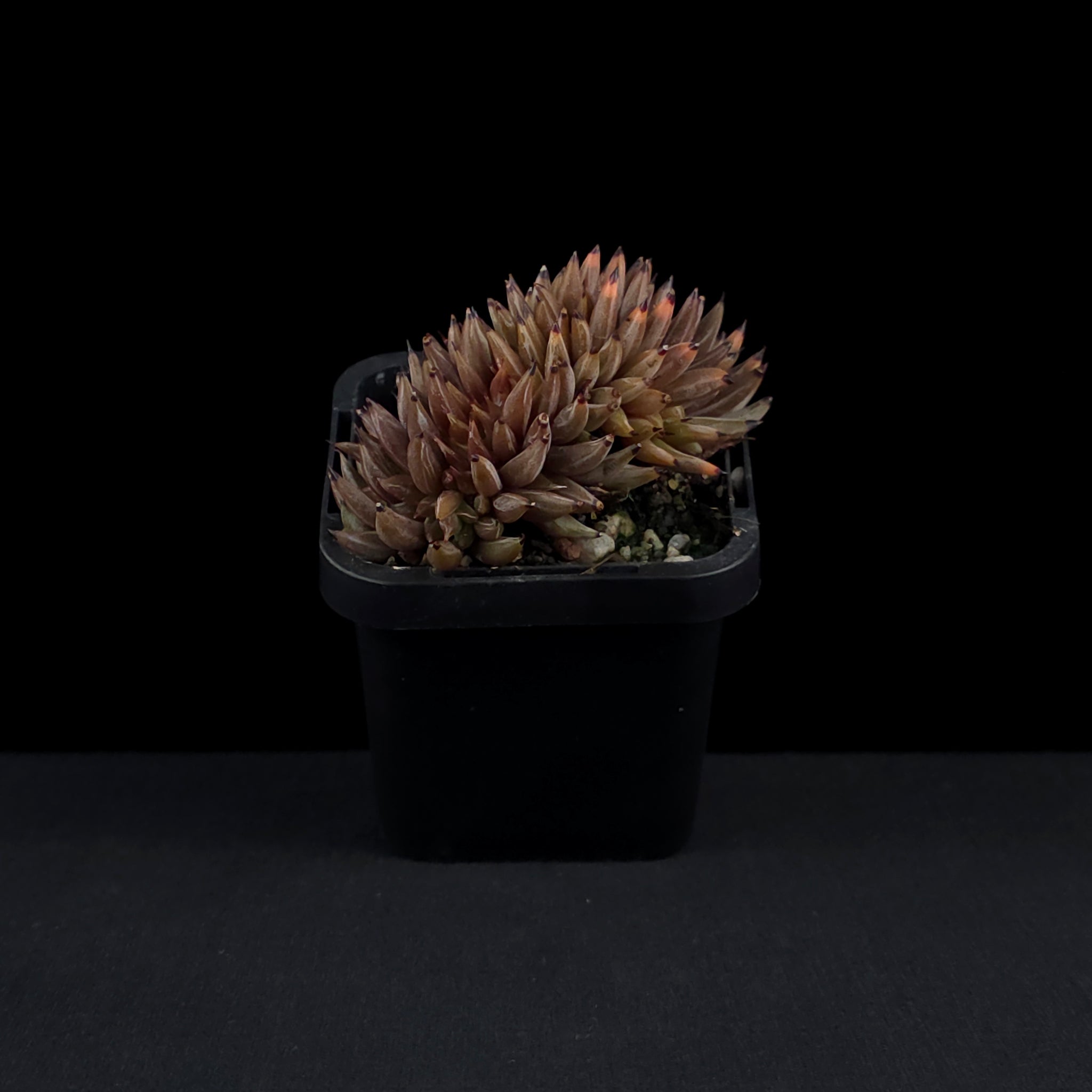 Echeveria unguiculata - Crested Form