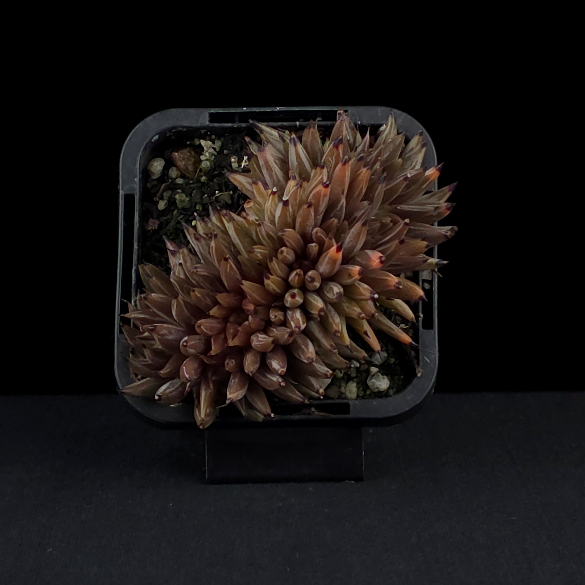 Echeveria unguiculata - Crested Form