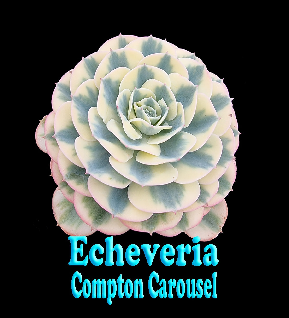 carousel succulent Echeveria 'Compton Carousel' – Collectors Online