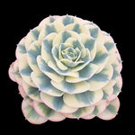 Echeveria 'Compton Carousel'