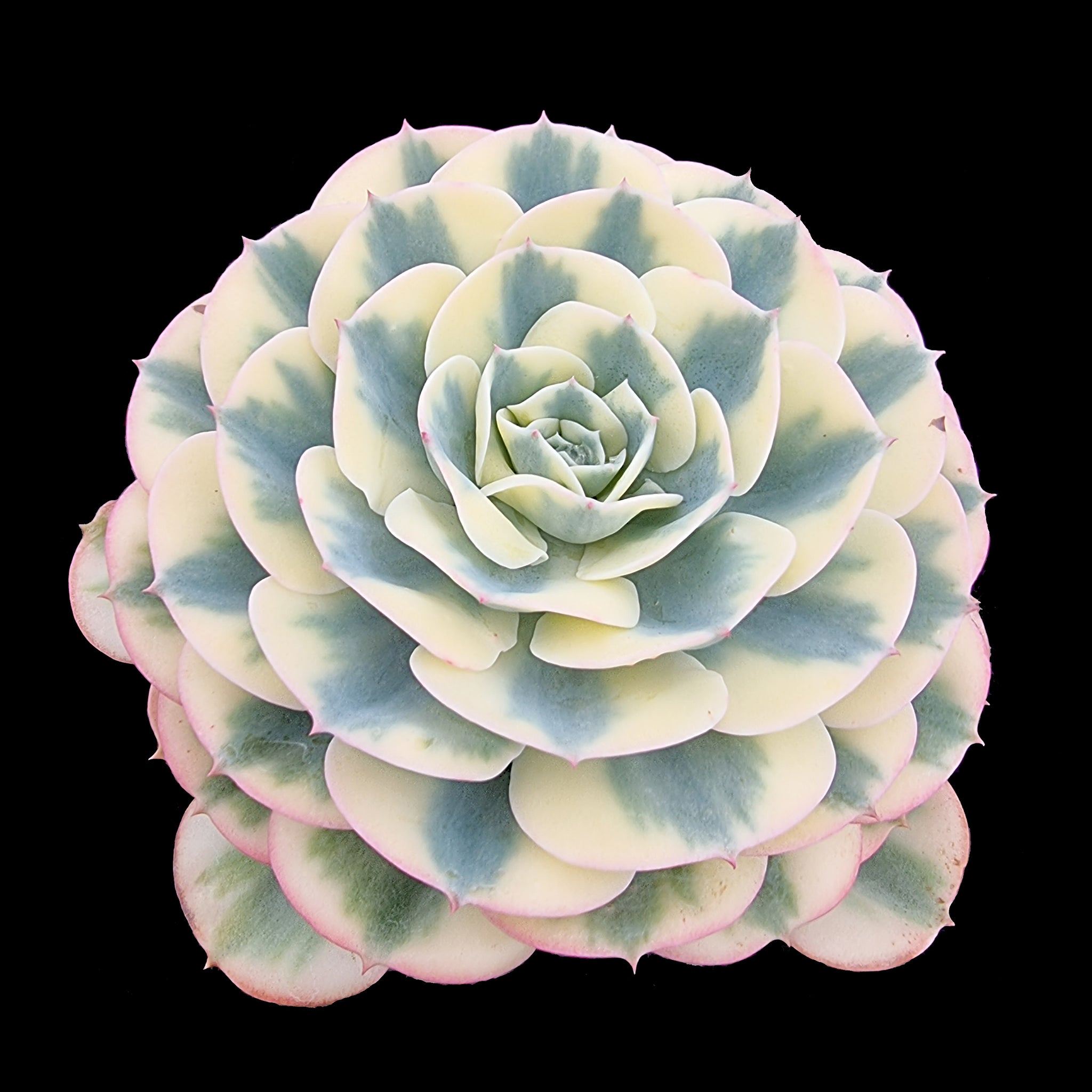 Echeveria 'Compton Carousel'