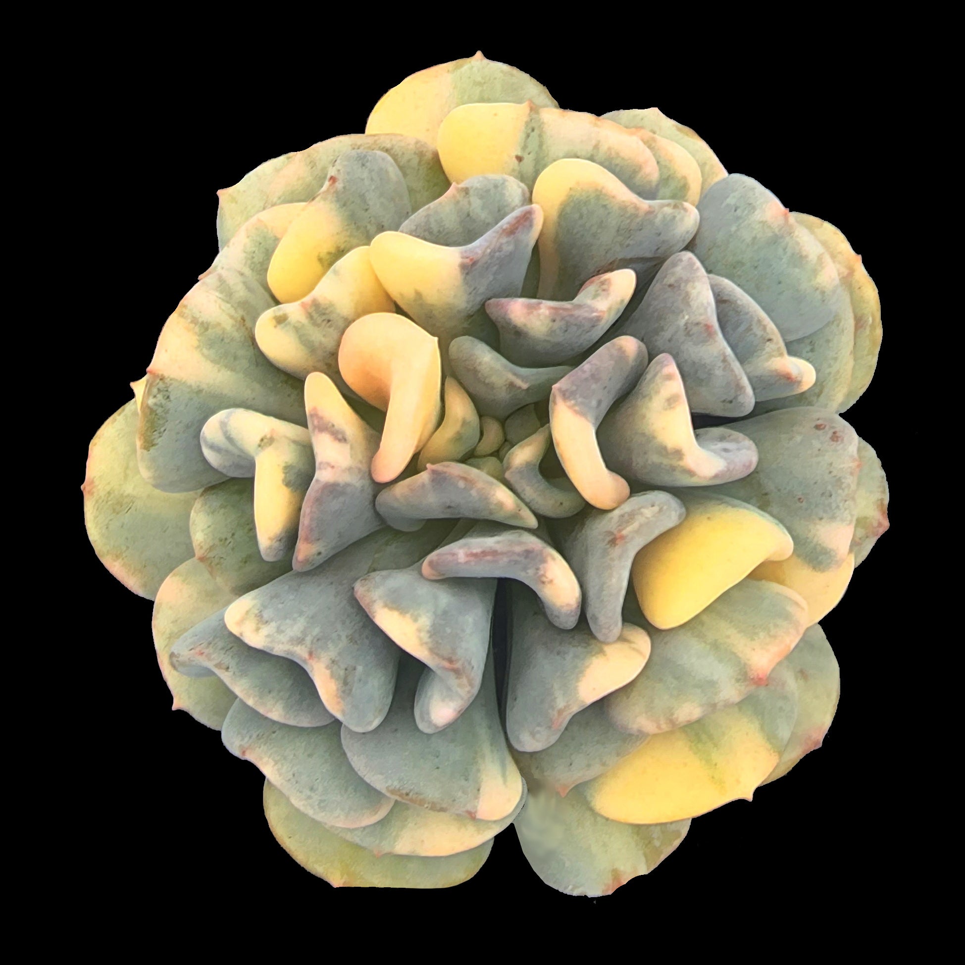 Echeveria 'Cubic Frost Variegata'