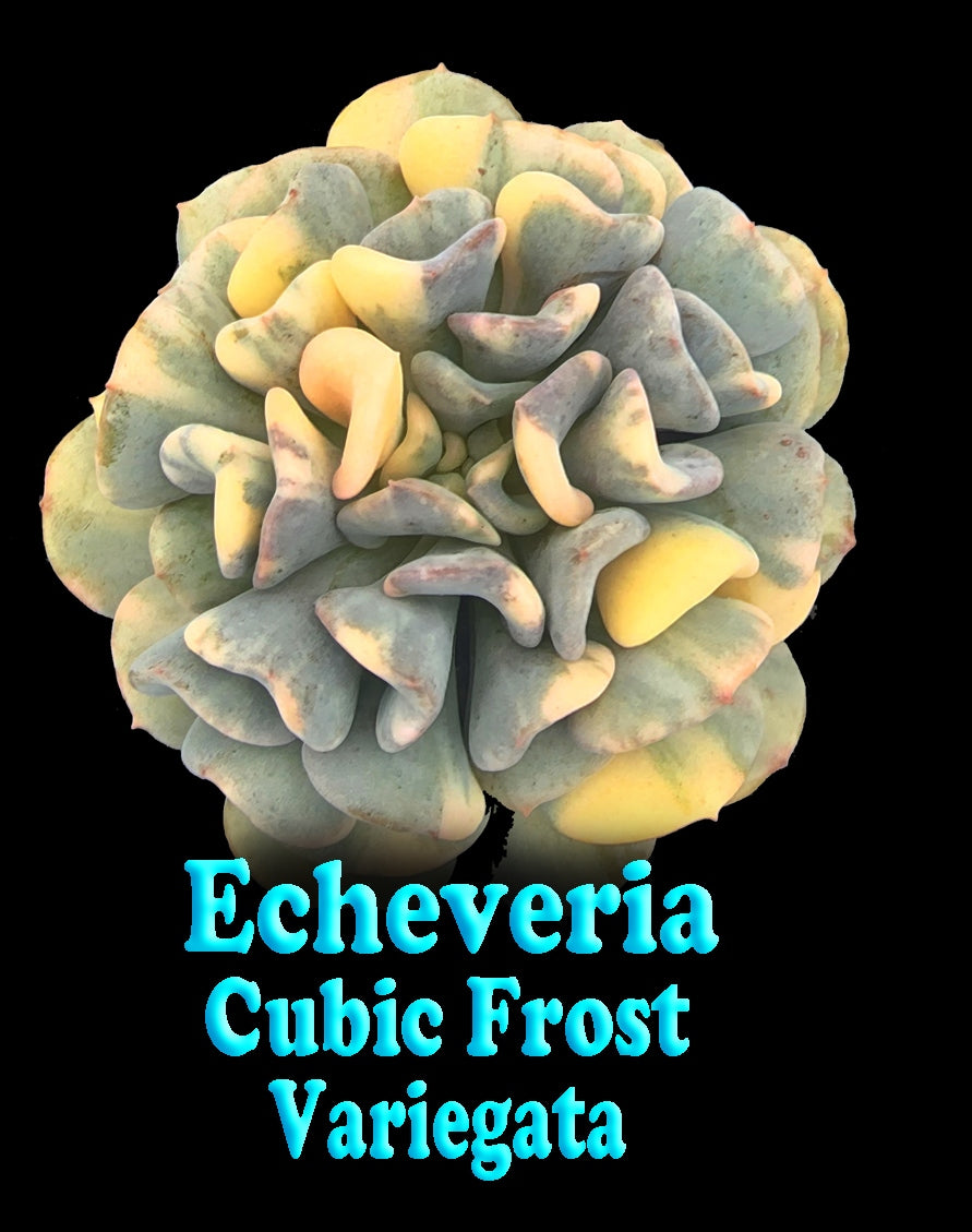 Echeveria 'Cubic Frost Variegata'