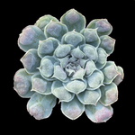 Echeveria 'Hearts Choice'