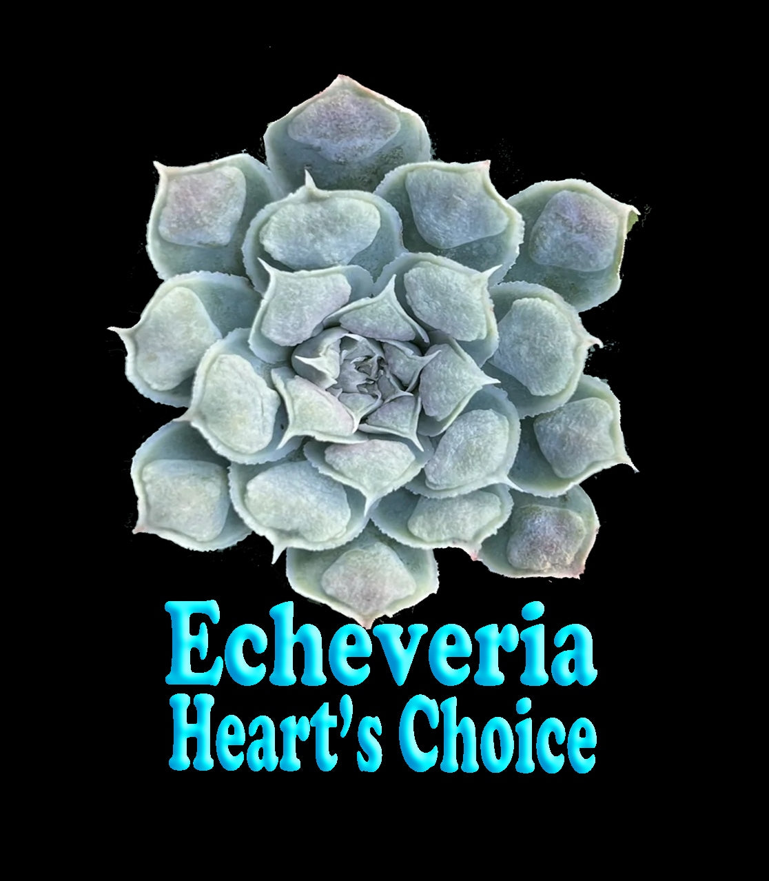 Echeveria 'Hearts Choice'