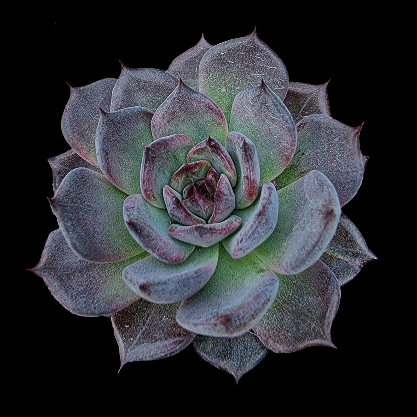 Echeveria 'Midnight'