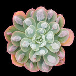 Echeveria 'Raindrops'