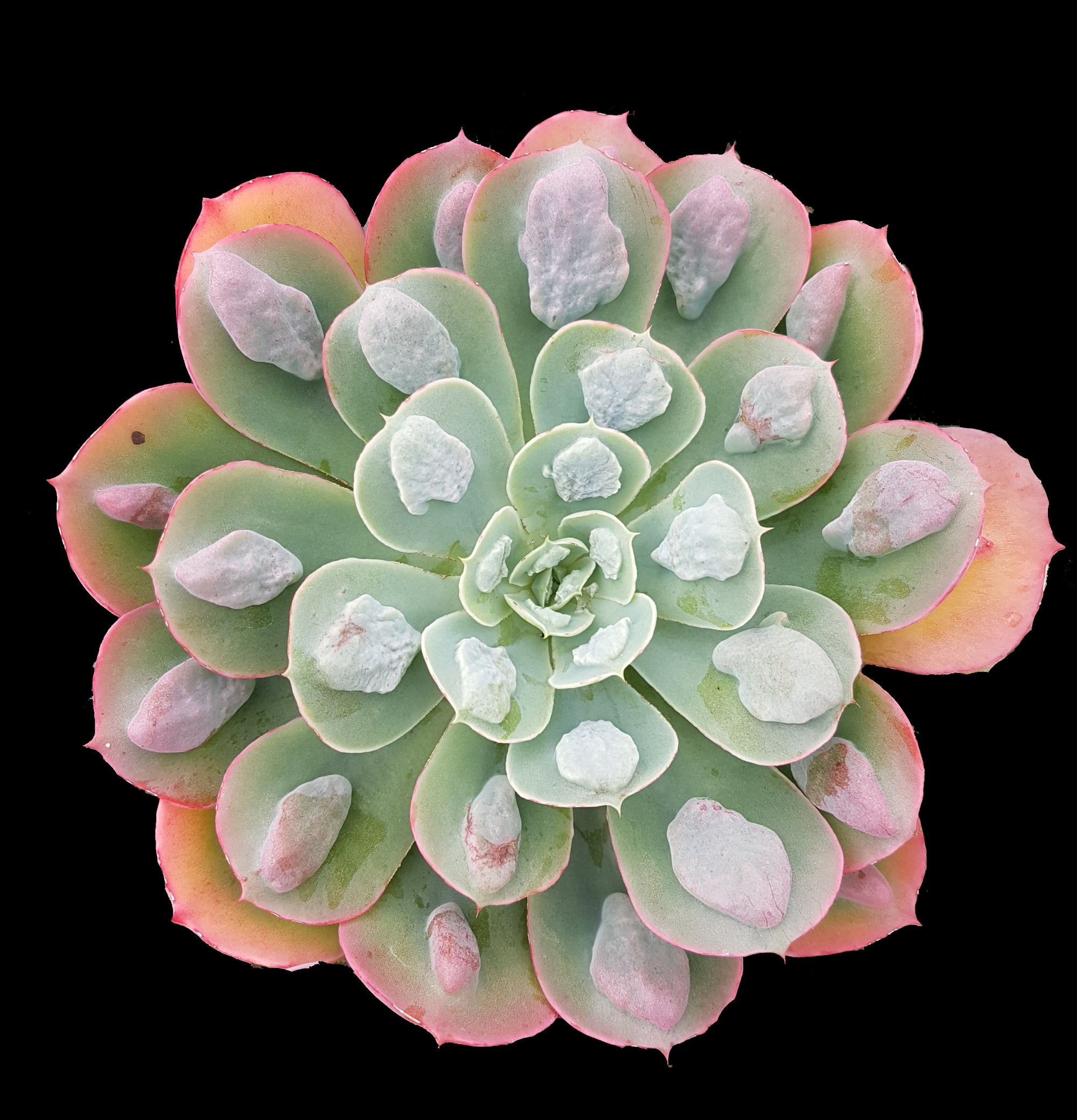 Echeveria 'Raindrops'