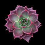 Echeveria agavoides 'Taurus'