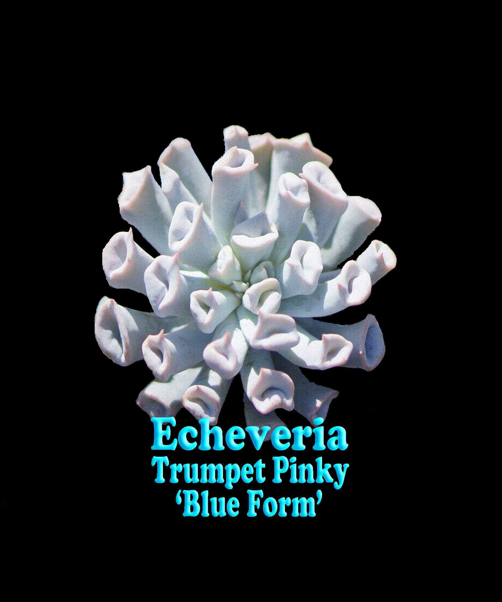 Echeveria x Hybrid Trumpet Pinky 'Blue Form'