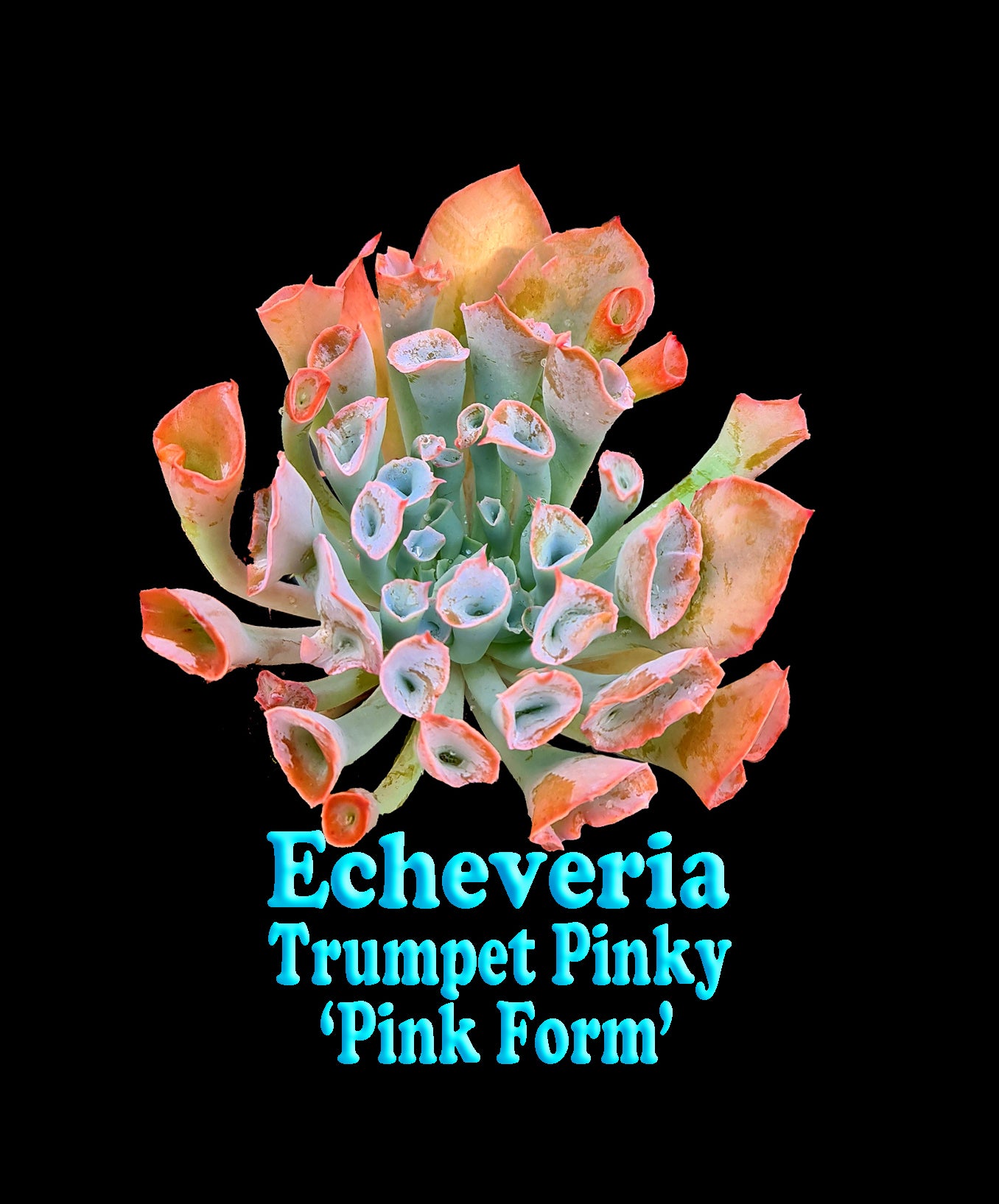 Echeveria x Hybrid Trumpet Pinky 'Pink Form'