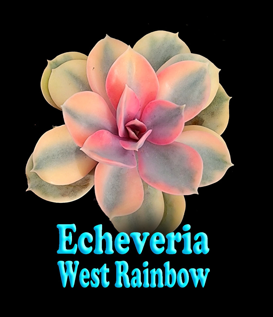 Echeveria x hybrid 'West Rainbow'