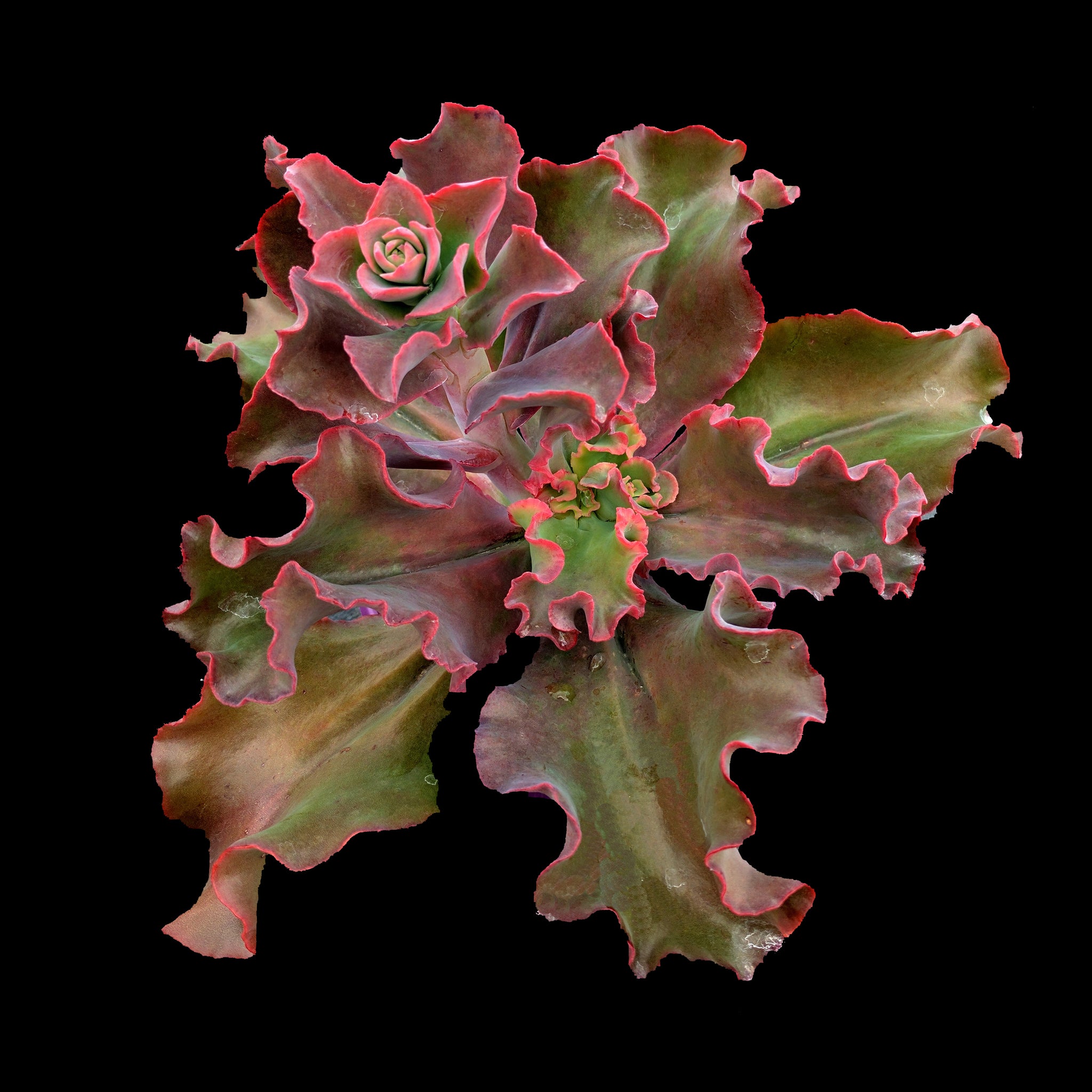 zorro succulent Echeveria 'Zorro' – Collectors Online