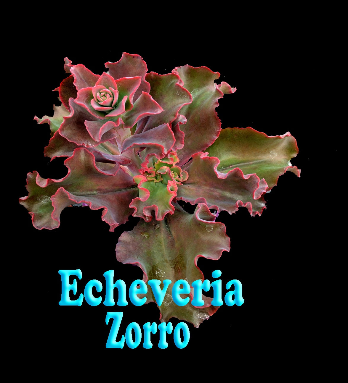 Echeveria 'Zorro' 66mm Pot