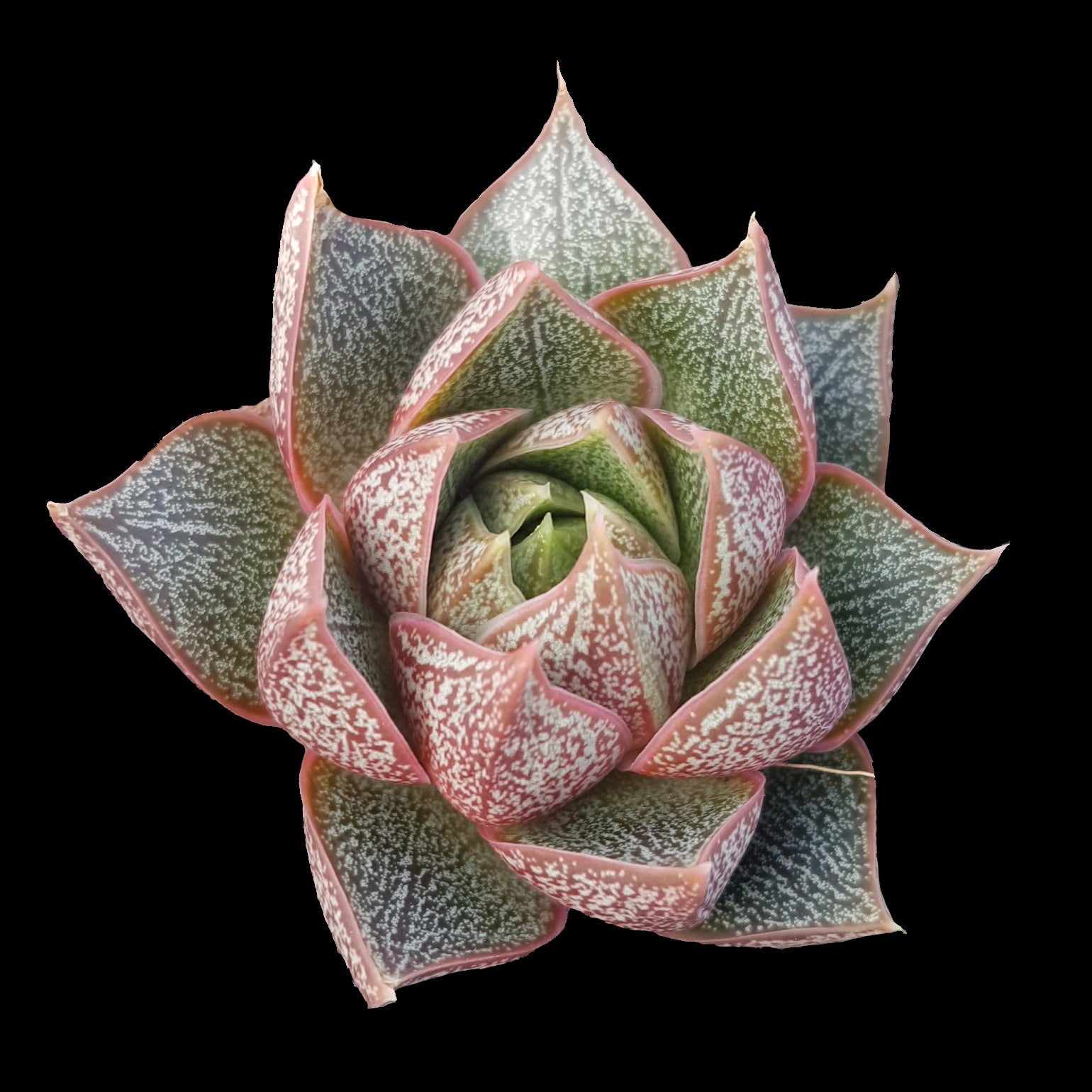 Echeveria purpusorum