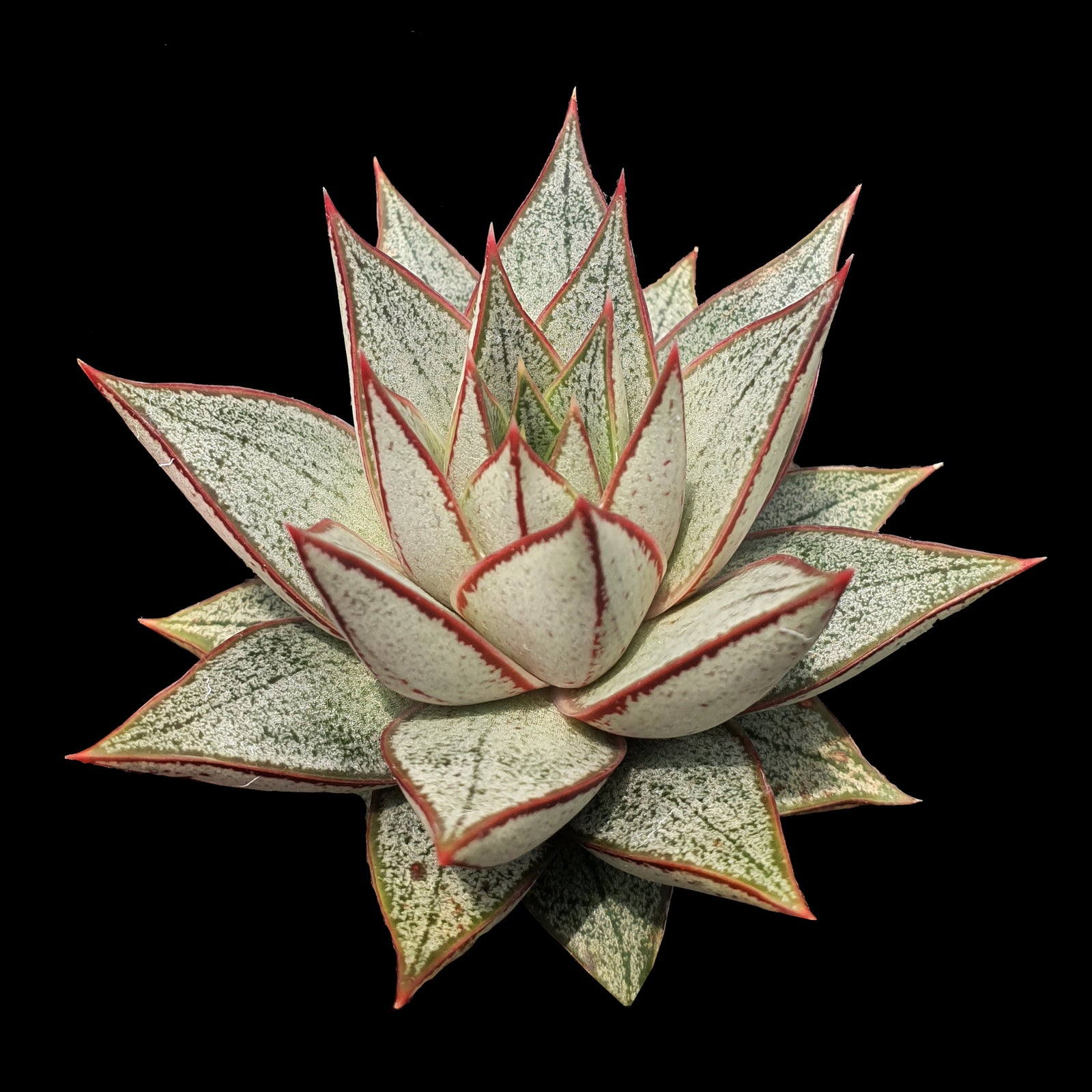 Echeveria purpusorum White Form