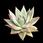 Echeveria agavoides 'Sirius'