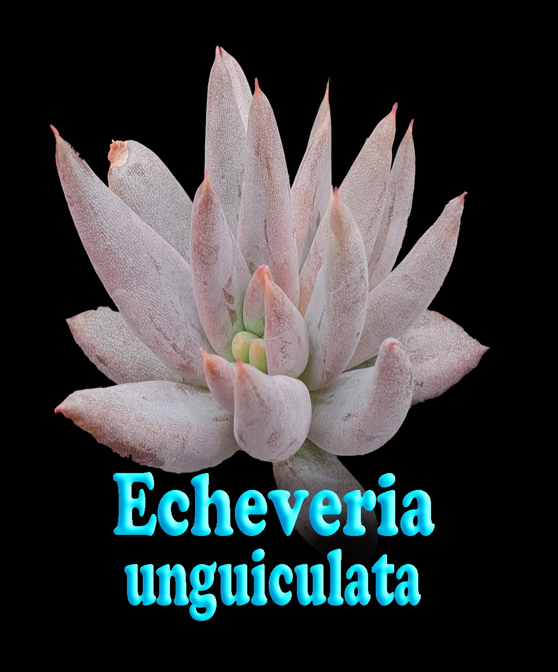 Echeveria unguiculata