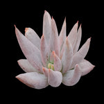 unguiculata succulent Echeveria unguiculata – Collectors Online