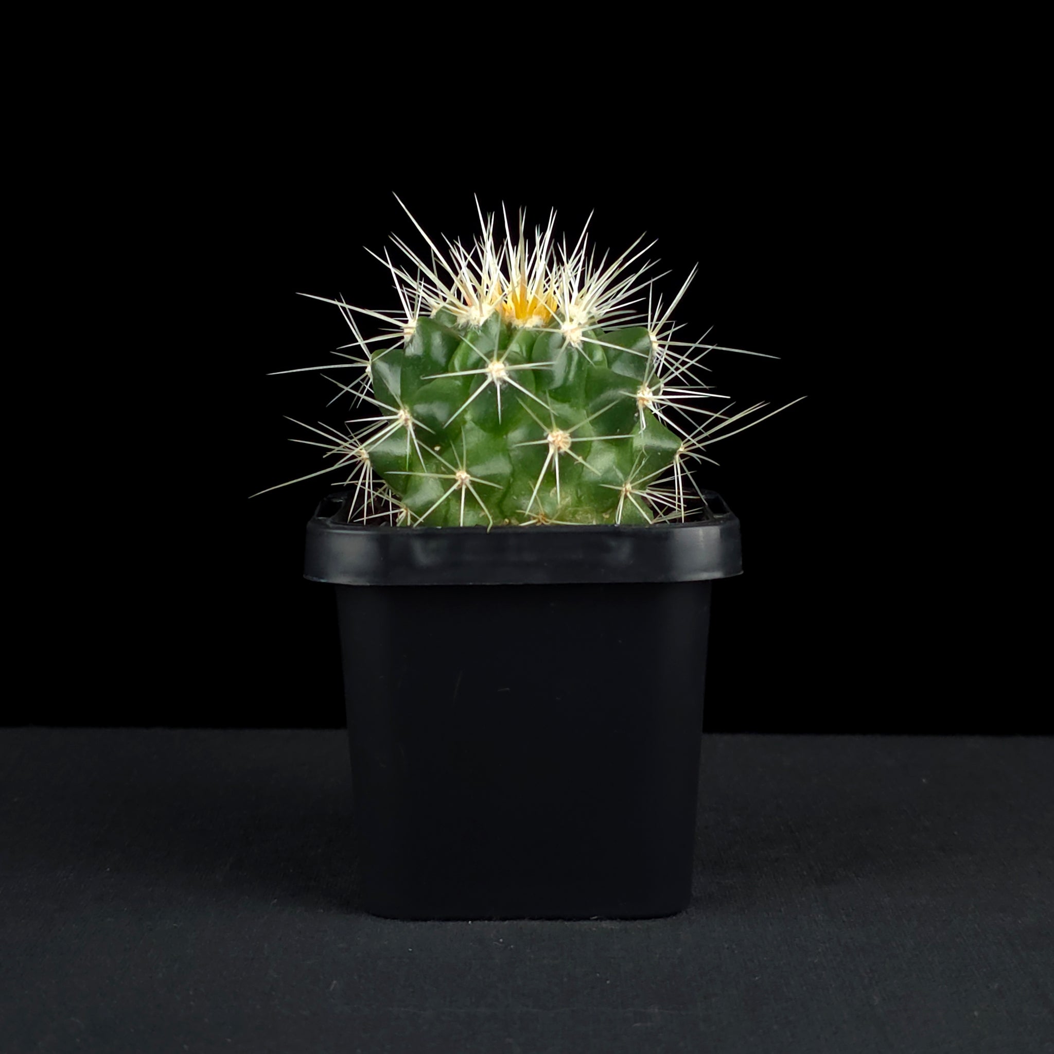 Echinocactus grusonii - Golden Barrel Cactus